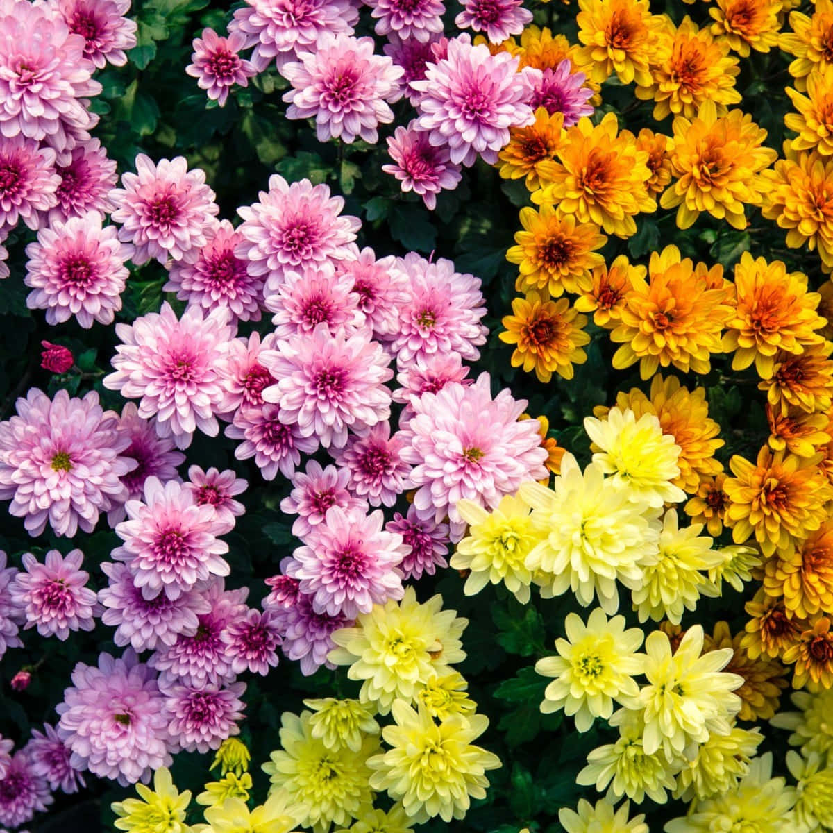 鮮豔橙色菊花 壁紙 — 充滿活力的粉紅色、黃色和橙色菊花田，在深綠色葉子的襯托下密集盛開。