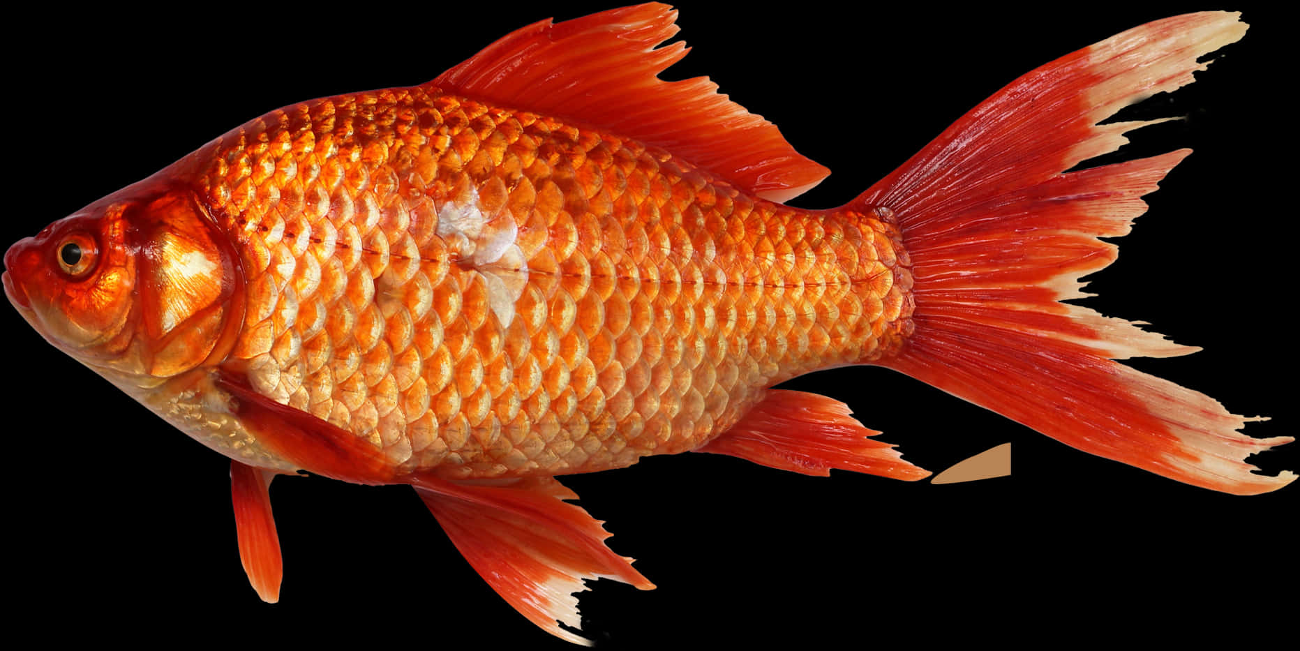 鮮豔橙色金魚 壁紙 — 一條鮮豔的橙色金魚，擁有流暢的魚鰭，在純黑色背景上游動，展示出細緻的鱗片和一個白色斑點。