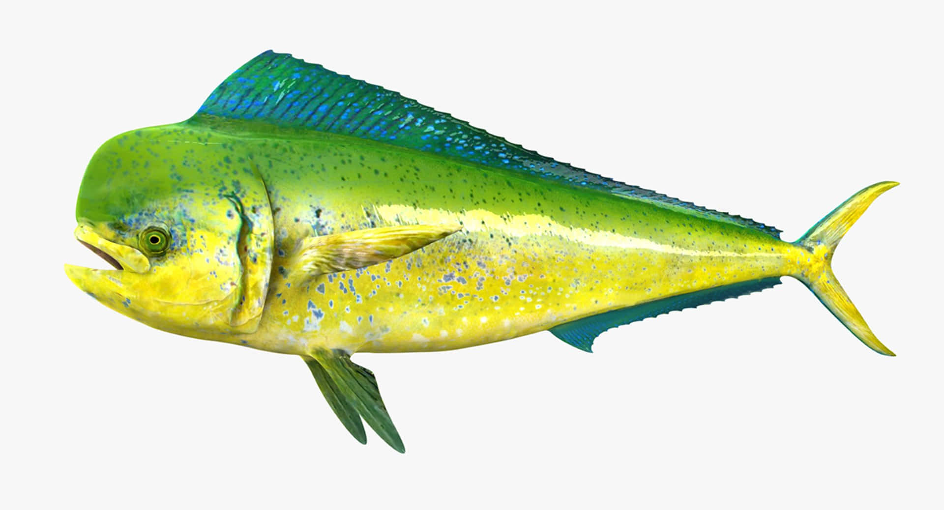 鮮豔海豚魚單獨展示 壁紙 — 一條色彩鮮豔的3D渲染鬼頭刀魚，身體呈黃綠色，背鰭藍色，在純白色背景上游動。