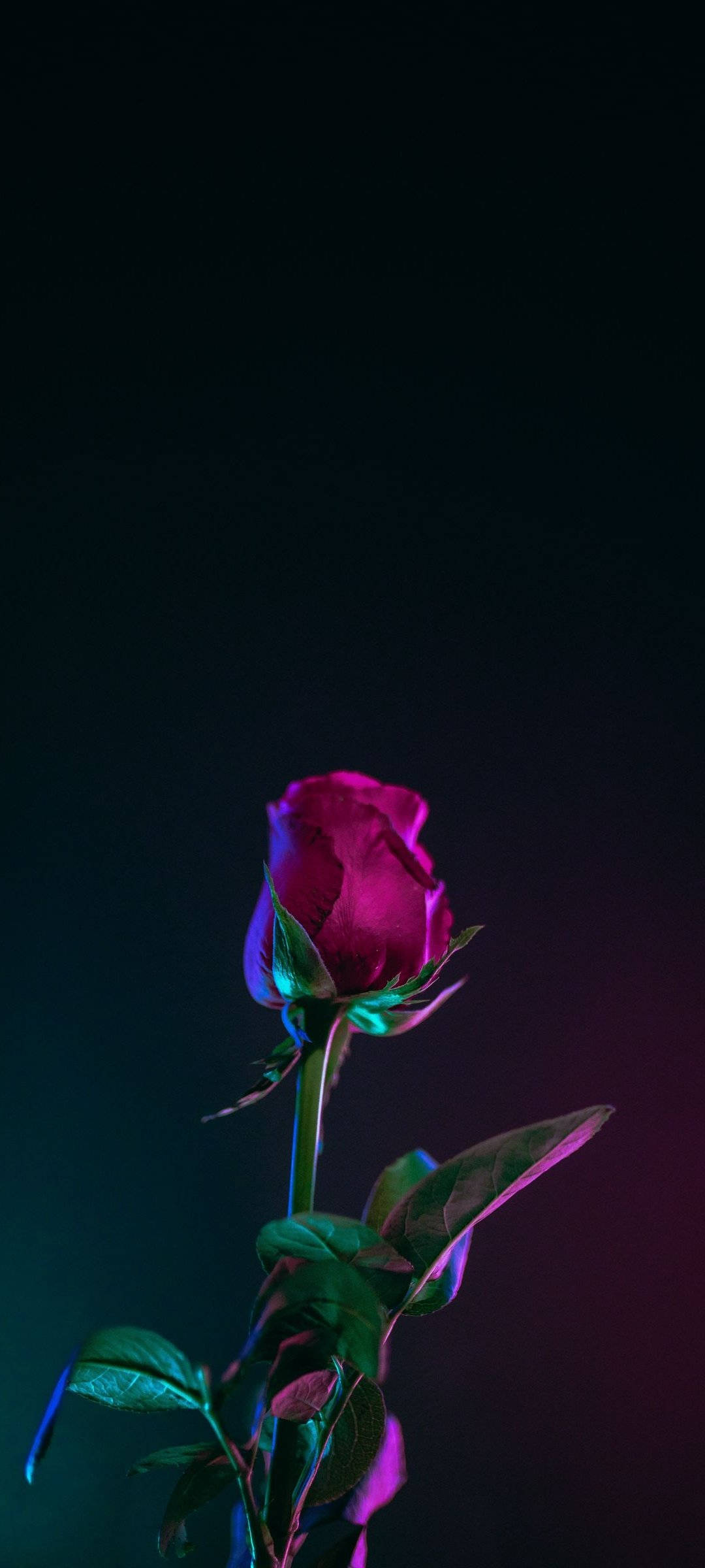鮮豔深粉紅色花卉 壁紙 — 一朵單獨的玫瑰花蕾在深黑色背景上散發著霓虹洋紅色和藍綠色的光芒。