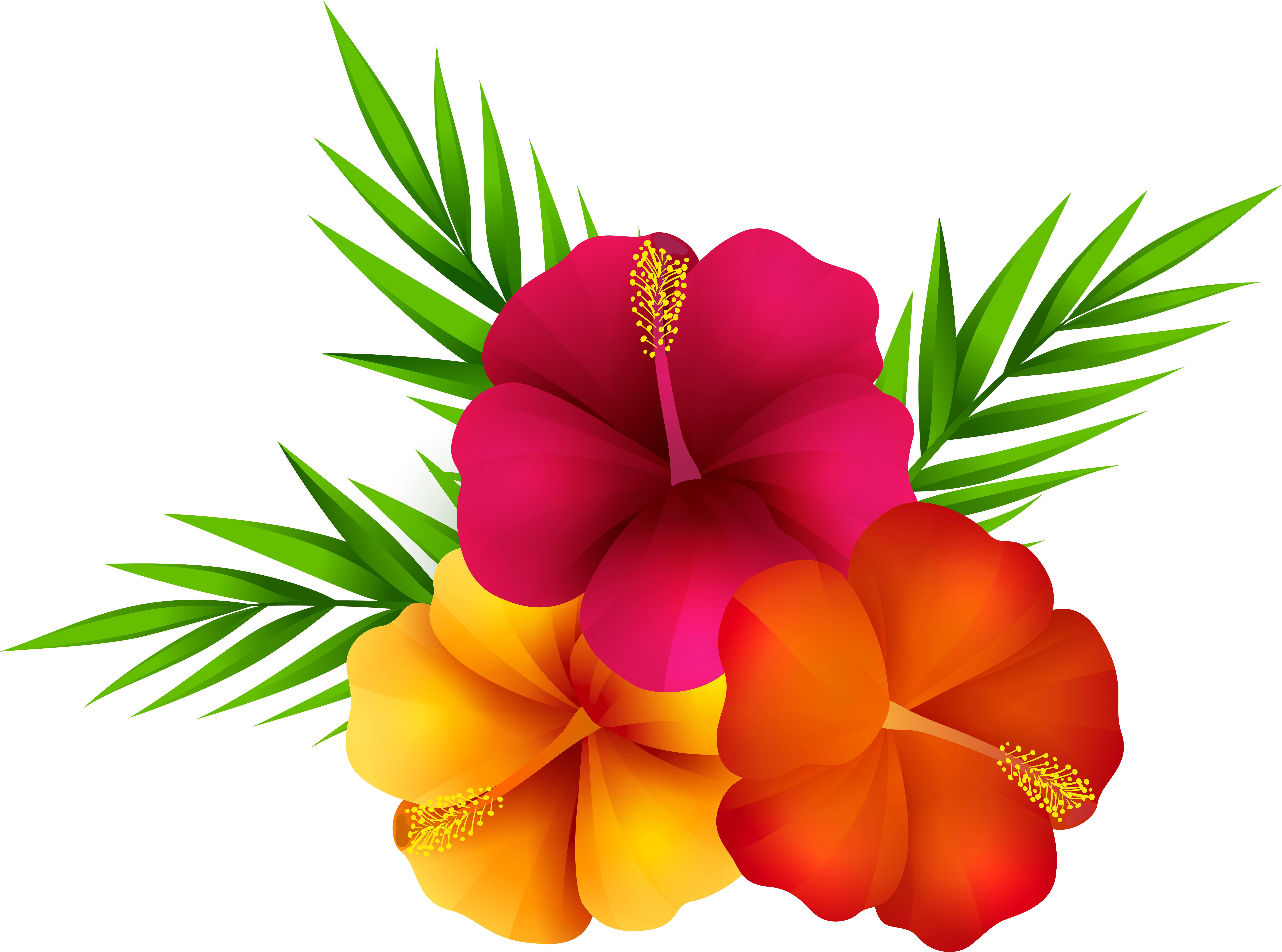 鮮豔熱帶芙蓉花 壁紙 — 鮮豔的粉紅色、橙色和黃色芙蓉花，搭配綠色棕櫚葉，在純黑色背景上格外突出。