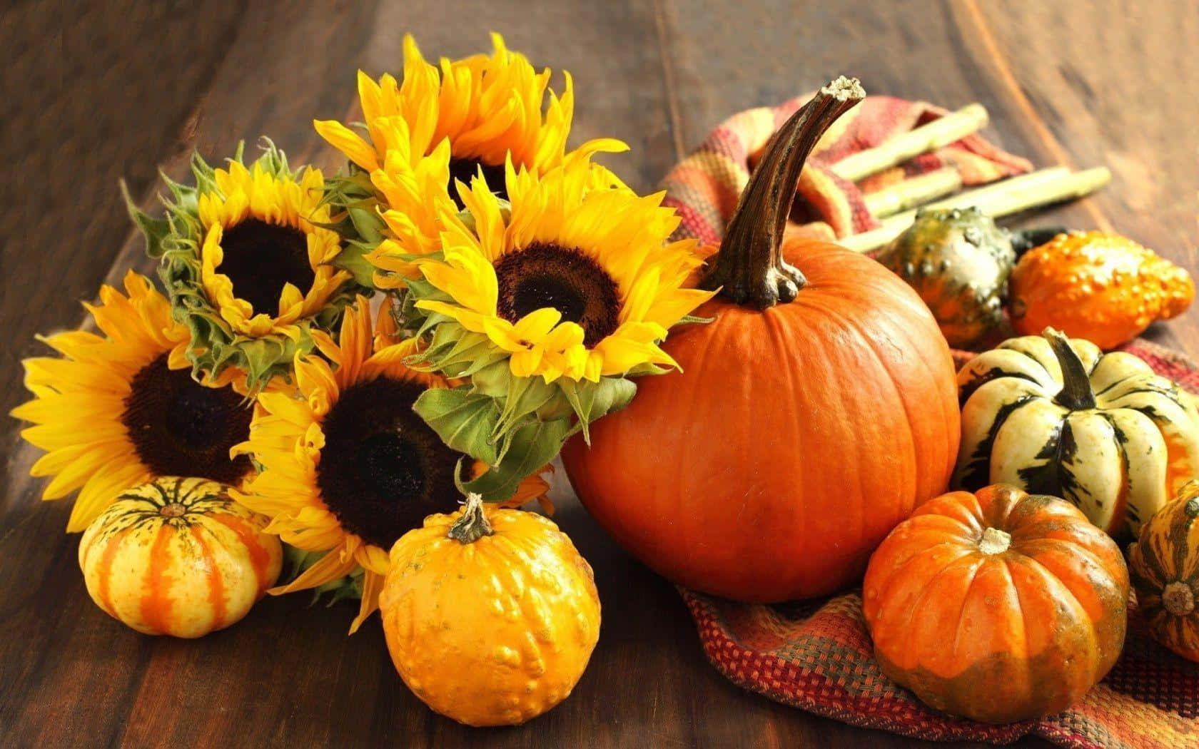 Fall Festival 桌布 壁紙 — 鮮豔的向日葵和各種南瓜放在鋪著格子布的質樸木桌上。