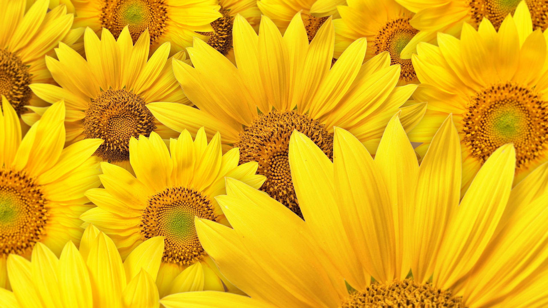 Sunflower Aesthetic 桌布 壁紙 — 鮮豔的向日葵在明亮的日光下以金色花瓣和紋理豐富的棕色花心填滿畫面。