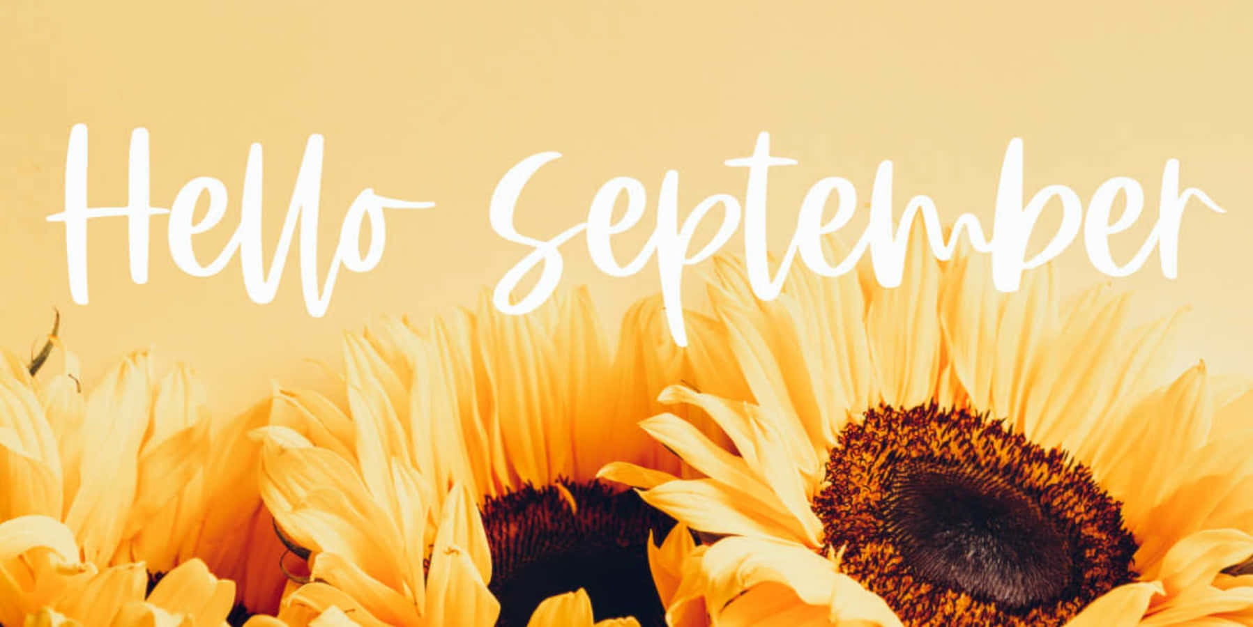 September 桌布 壁紙 — 鮮豔的向日葵在溫暖的黃色背景上綻放，優雅的白色草書文字寫著哈囉九月。