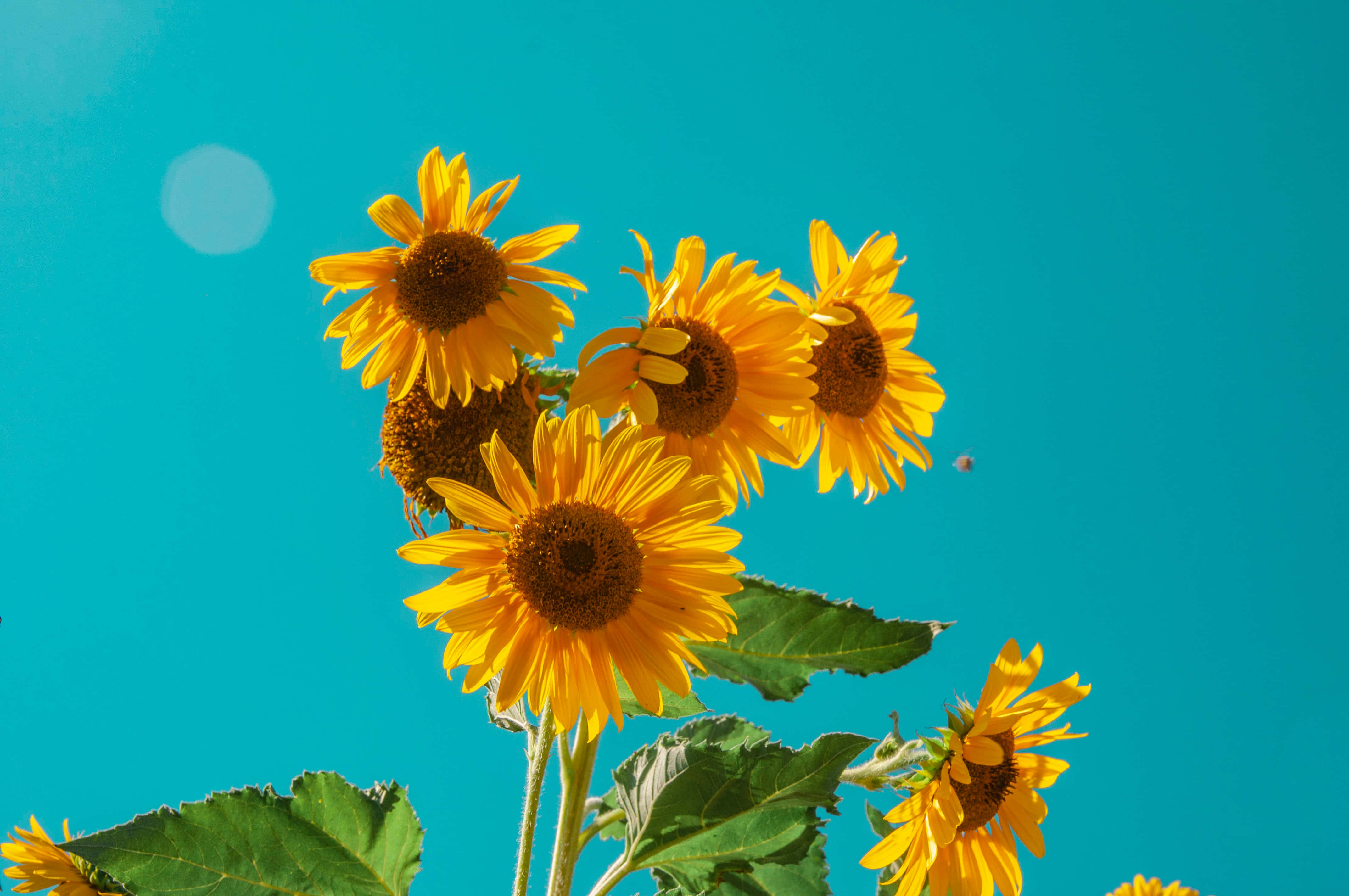 Summer Flowers 桌布 壁紙 — 鮮豔的向日葵在生動的藍綠色天空下盛開，帶有鏡頭光暈和綠葉。