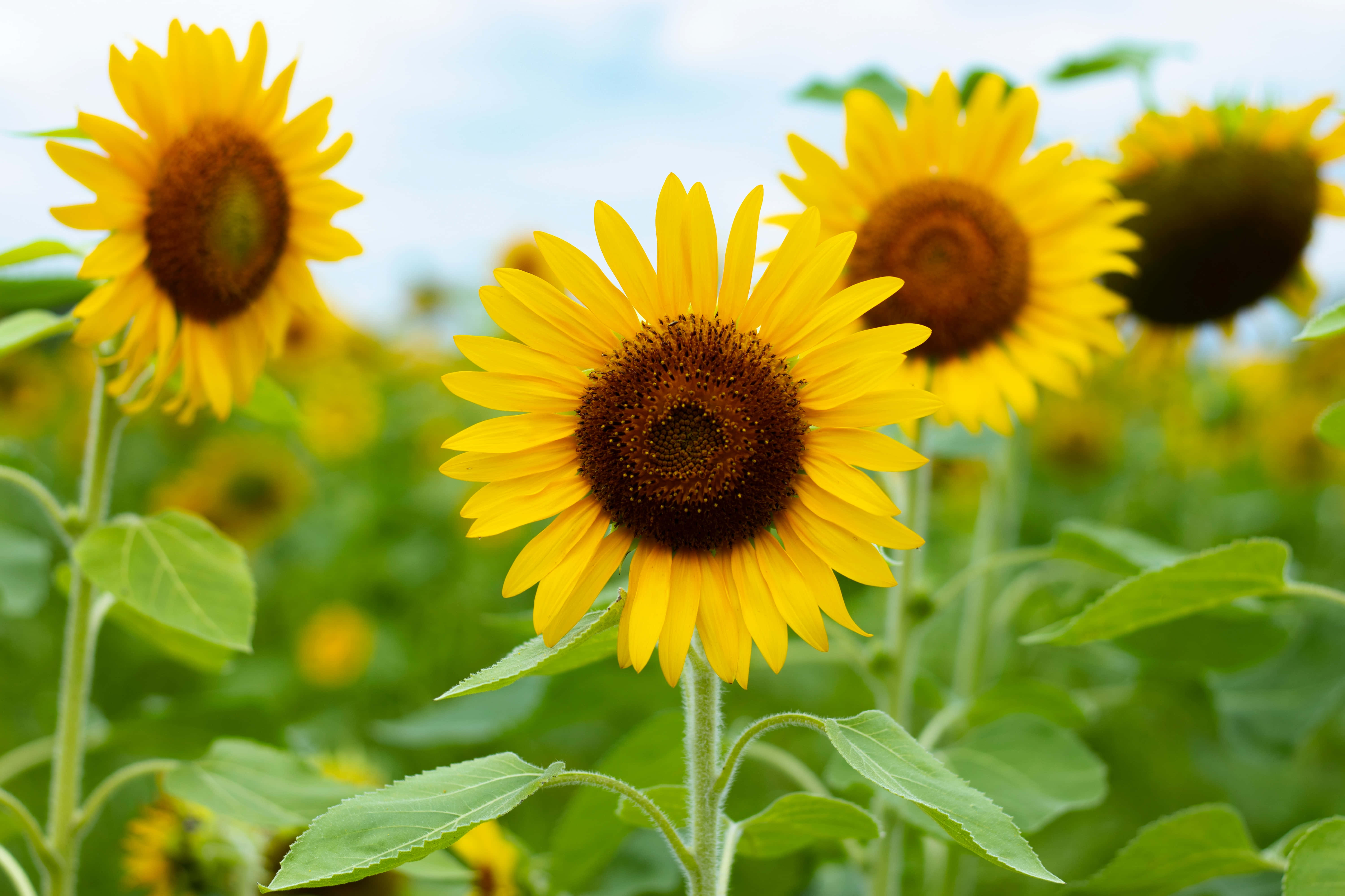 Summer Flowers 桌布 壁紙 — 鮮豔的向日葵在茂盛的田野中盛開，柔和藍天下陽光輕柔穿透。