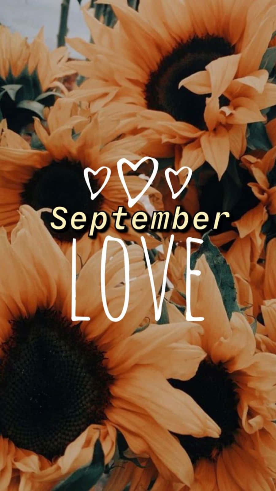九月 桌布 壁紙 — 鮮豔的向日葵在金色光芒下溫暖綻放，並疊加了「September LOVE」文字和心形圖標。