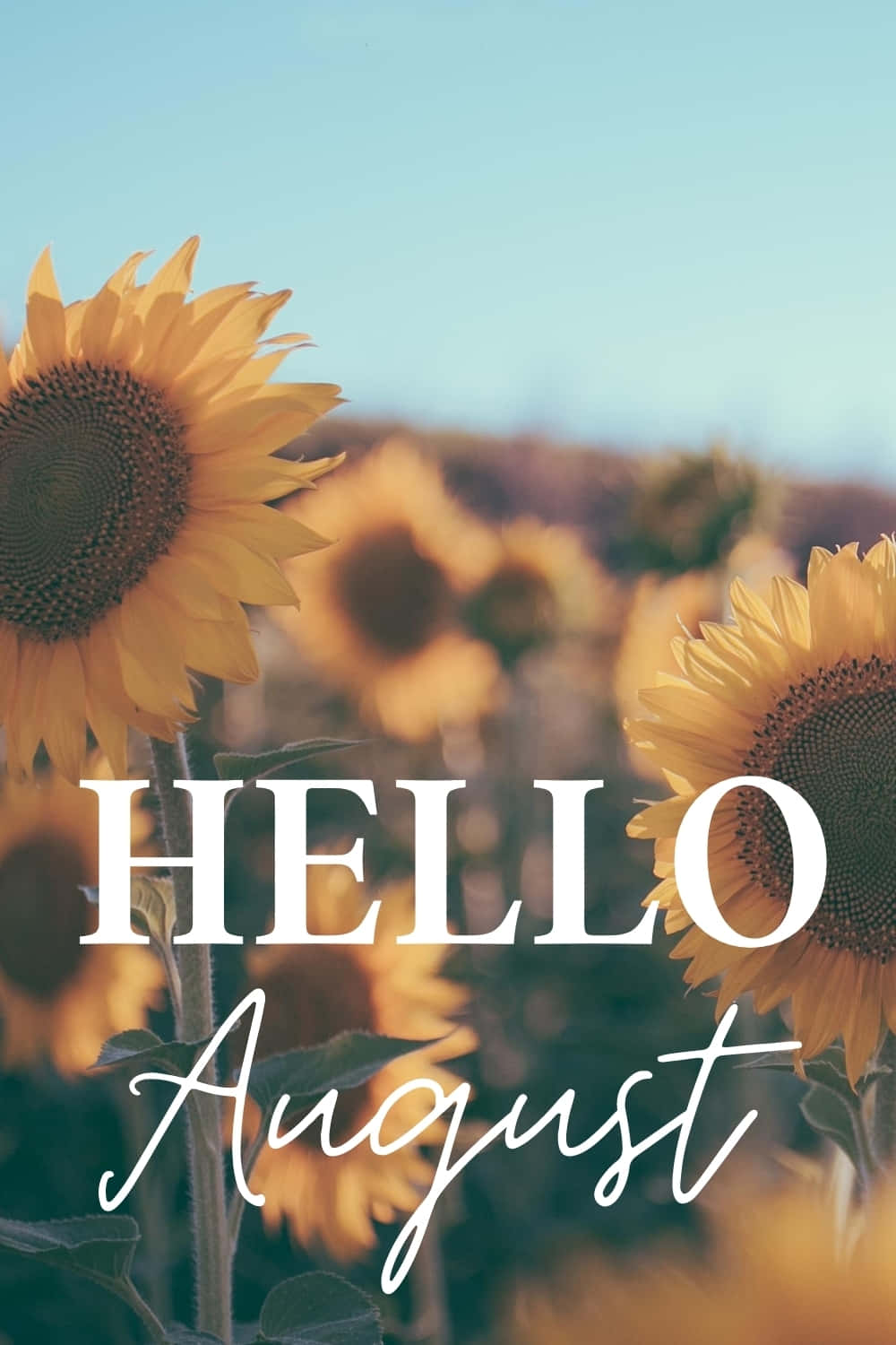 August 桌布 壁紙 — 鮮豔的向日葵在金黃色的田野中盛開，藍天白雲下，粗體白色文字寫著「你好八月」。
