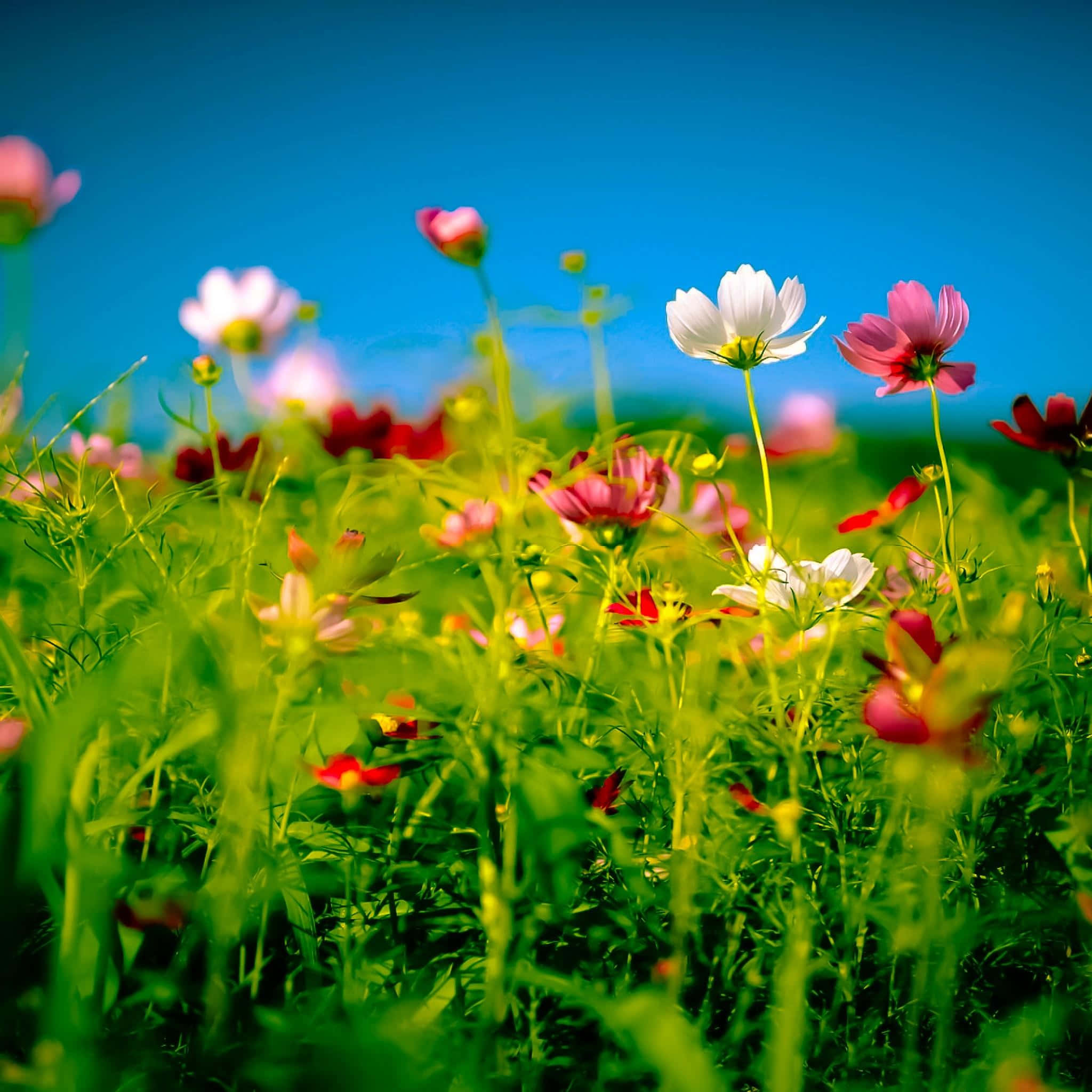 Wild Flower In Meadows 桌布 壁紙 — 鮮豔的大波斯菊在陽光明媚的草地上盛開，藍天白雲，綠草如茵。