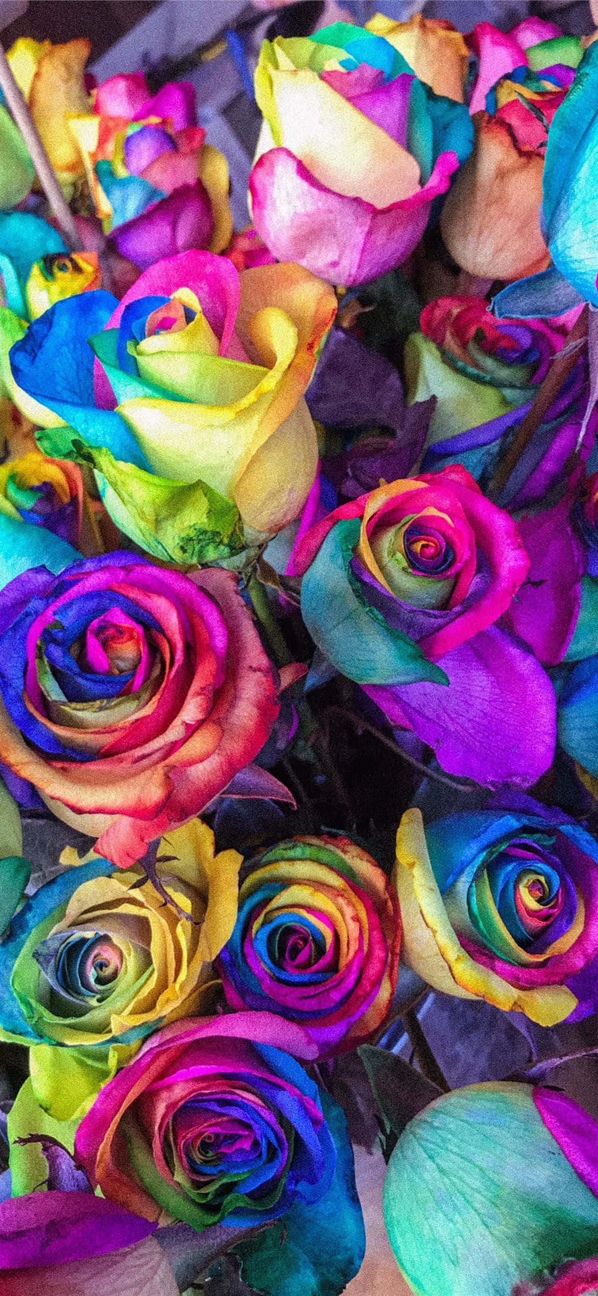 Rose Pattern 桌布 壁紙 — 鮮豔的彩虹玫瑰緊密簇擁，花瓣鮮明，葉片深綠。