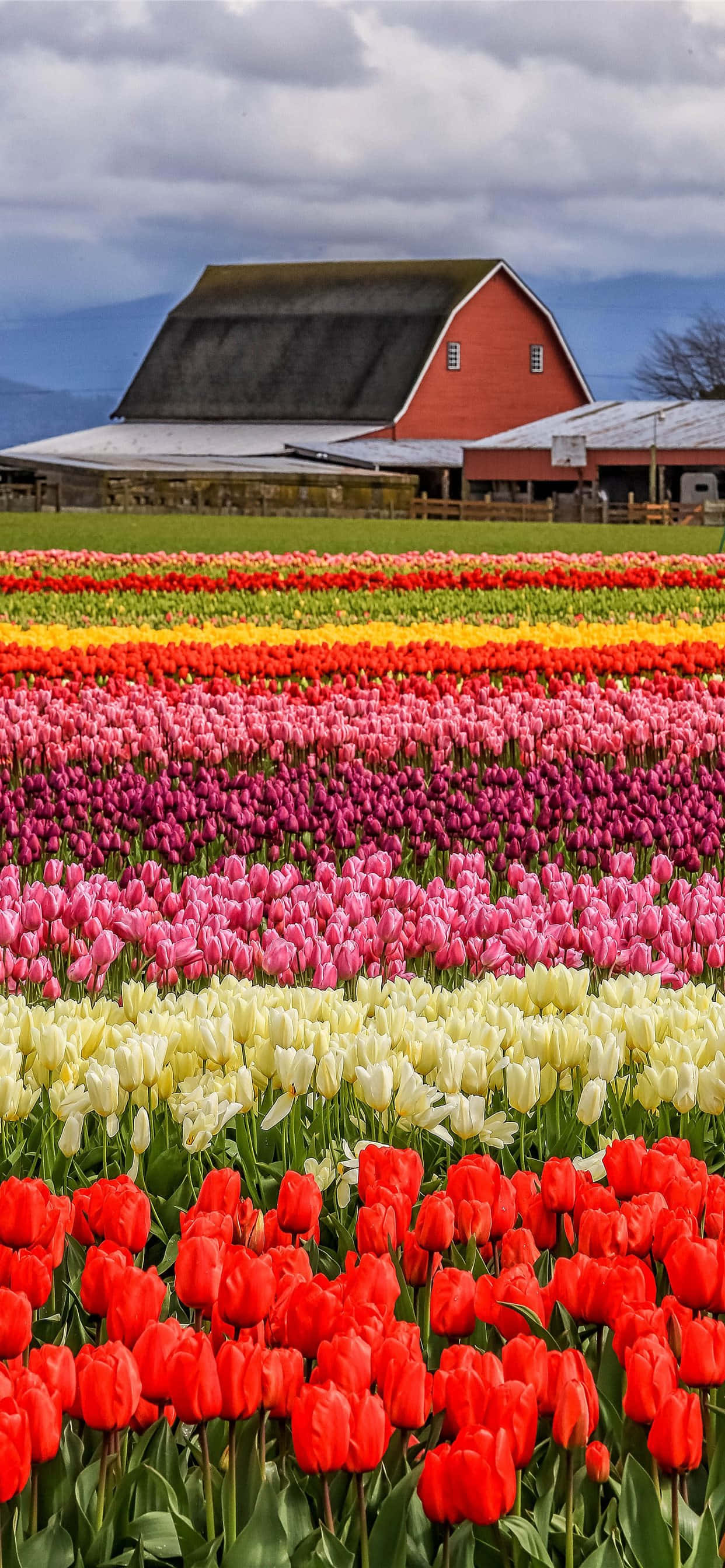Tulip Field 桌布 壁紙 — 鮮豔的彩虹色鬱金香花田延伸至紅色的穀倉，天空多雲。