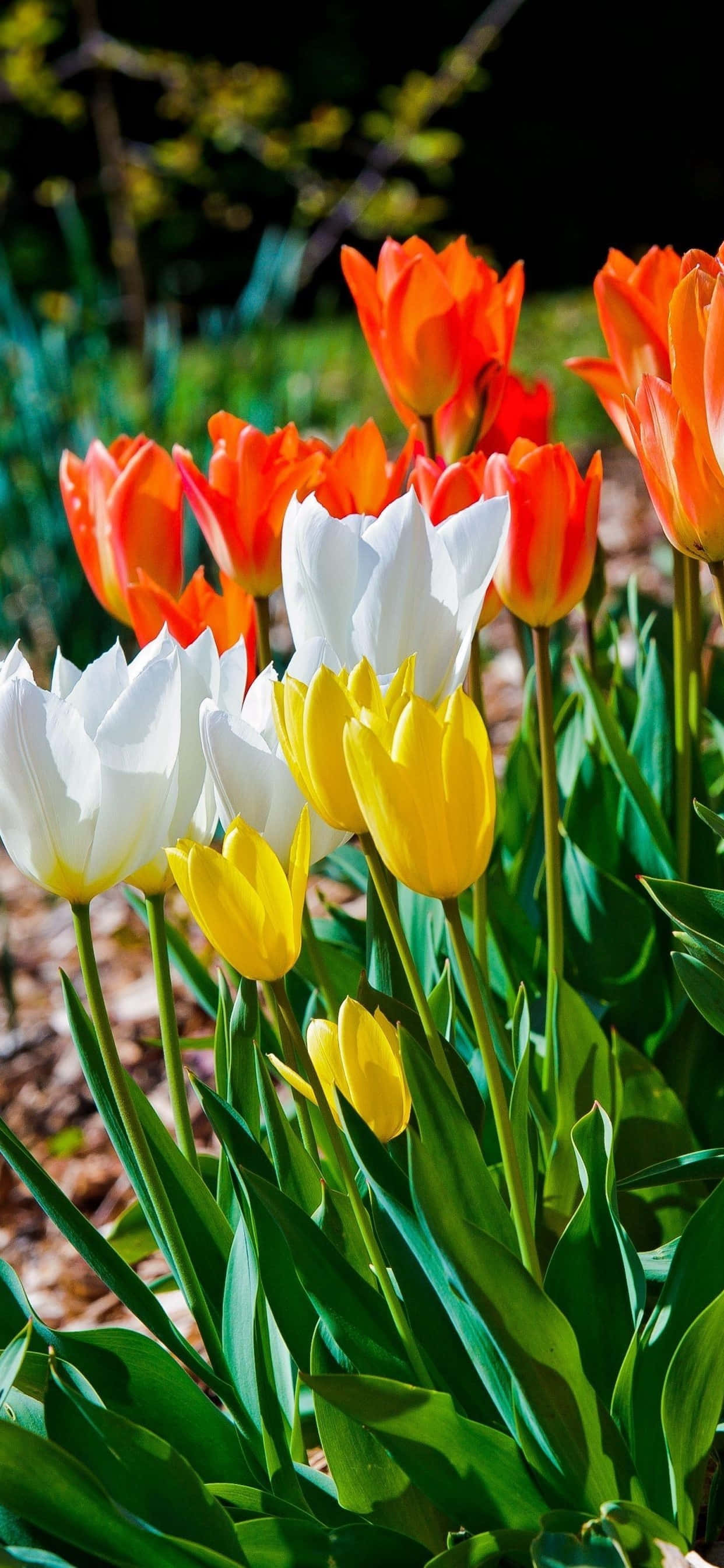 Yellow Tulips 桌布 壁紙 — 鮮豔的橙色、白色和黃色鬱金香在陽光明媚的花園中盛開，伴隨著茂盛的綠葉和柔和模糊的背景。