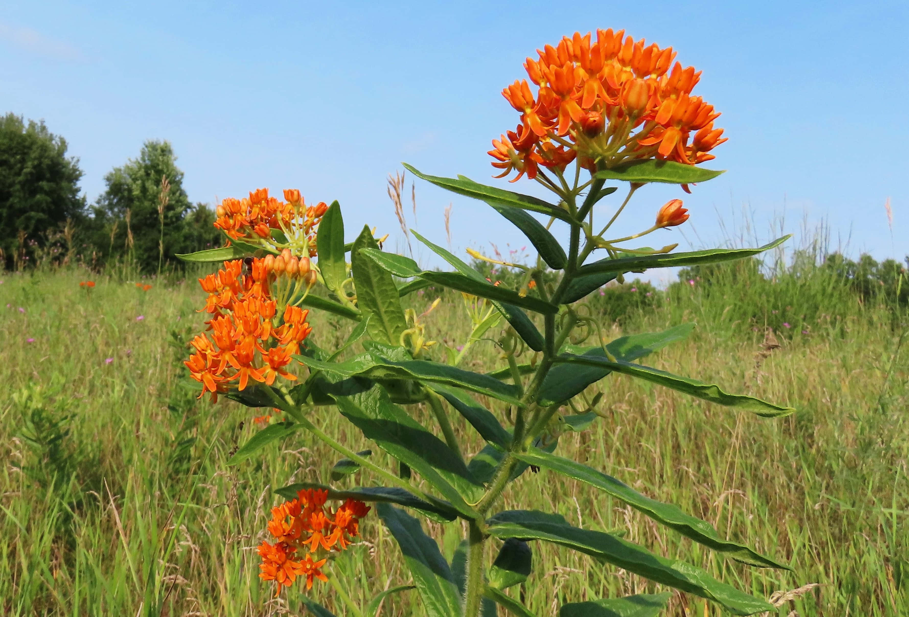 Butterfly Weed 桌布 壁紙 — 鮮豔的橙色乳草花在陽光明媚的草地上，在清澈的藍天下，在綠色莖上盛開。