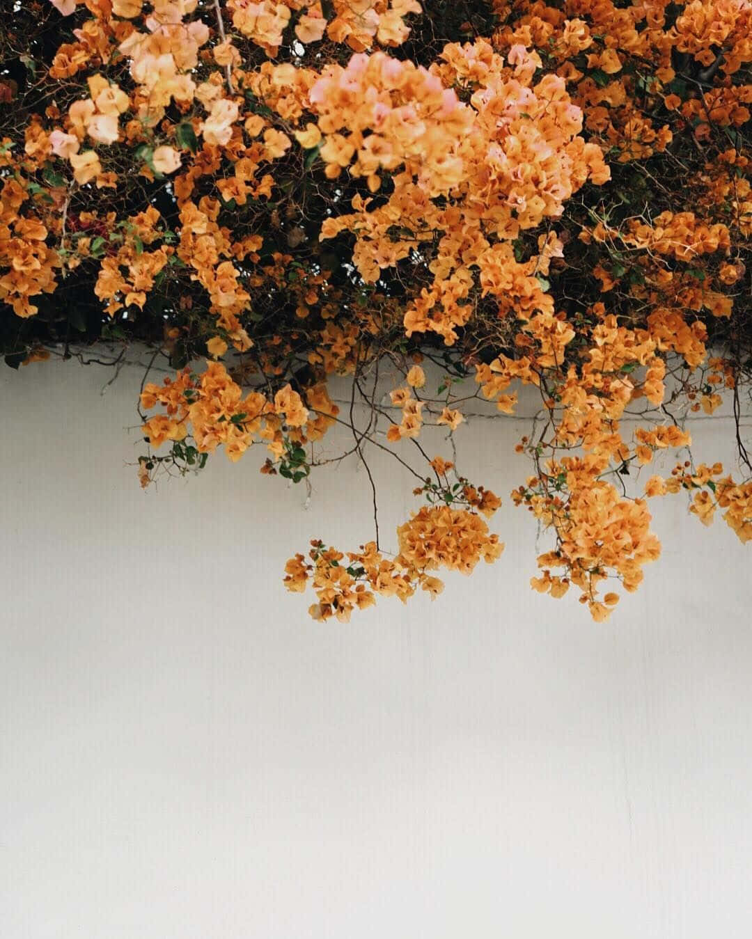 Tumblr Flower 桌布 壁紙 — 鮮豔的橙色和粉紅色九重葛花朵在柔和自然光下優雅地垂落在潔白的牆壁上。