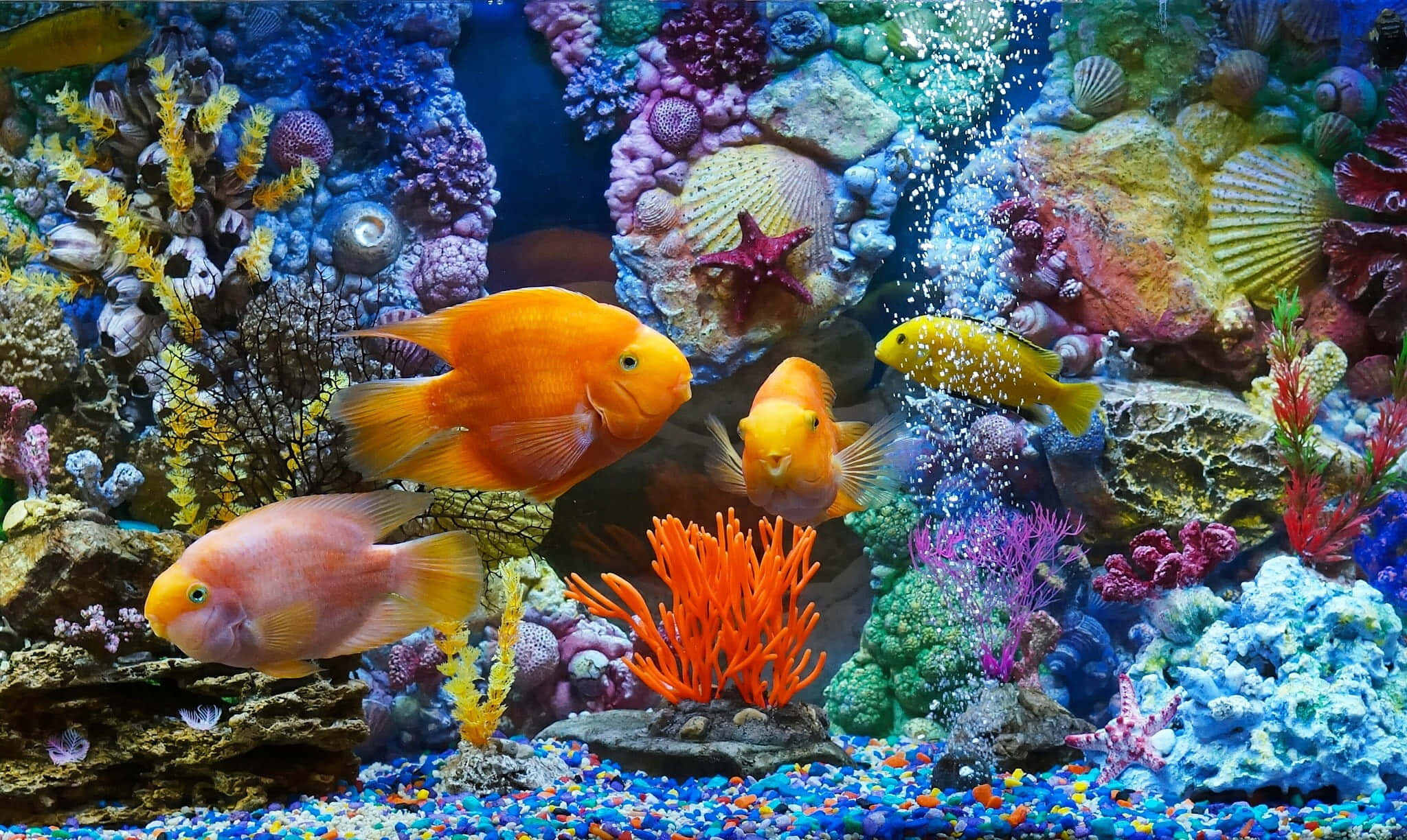 水族箱 桌布 壁紙 — 鮮豔的橙色和粉紅色魚在色彩繽紛的珊瑚和貝殼之間游動，在一個有藍色礫石和上升氣泡的熱鬧水族箱中。