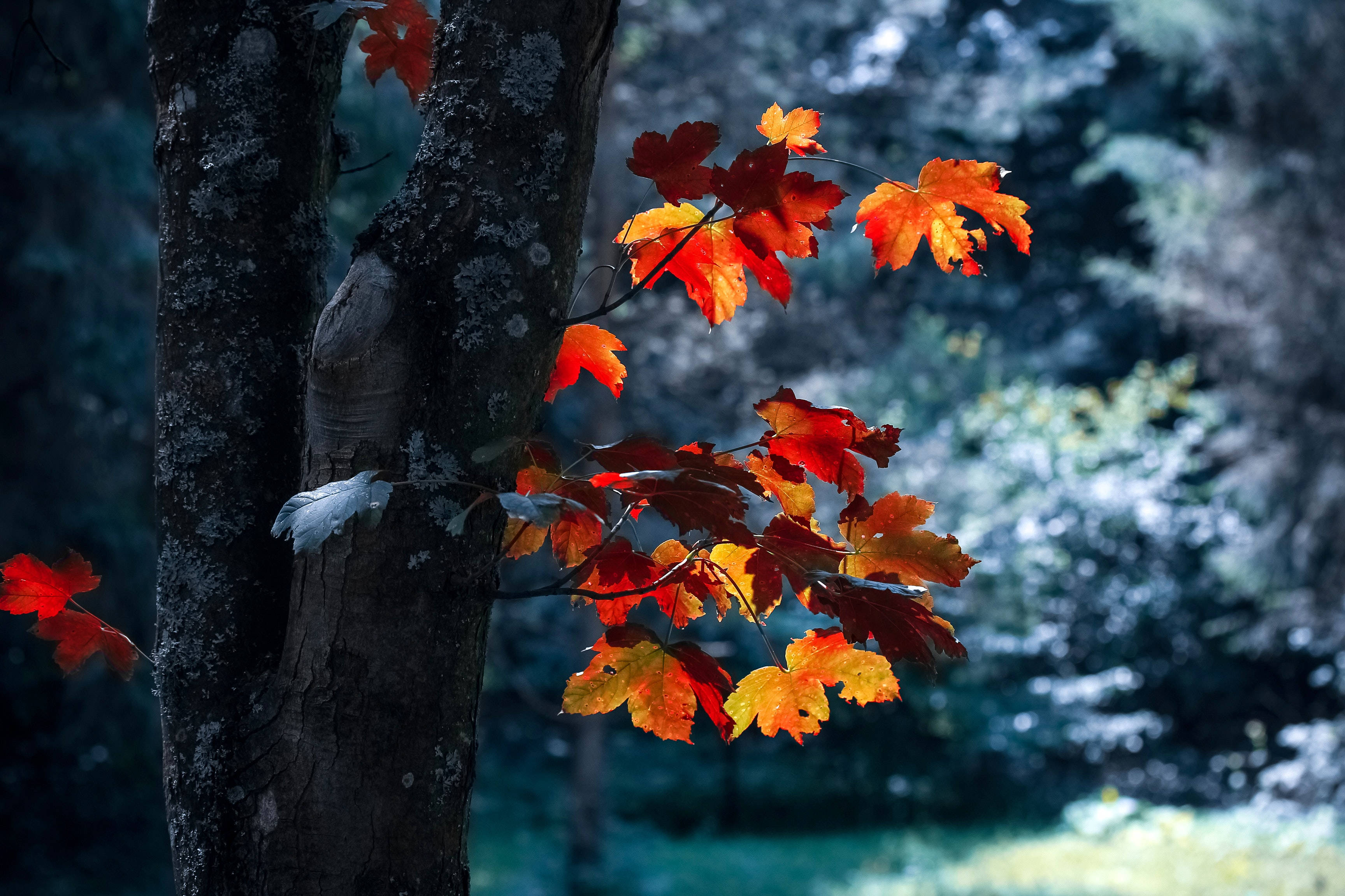 Leaves 桌布 壁紙 — 鮮豔的橙色和紅色楓葉在霧濛濛的秋林中，在深色長滿苔蘚的樹幹上閃耀。