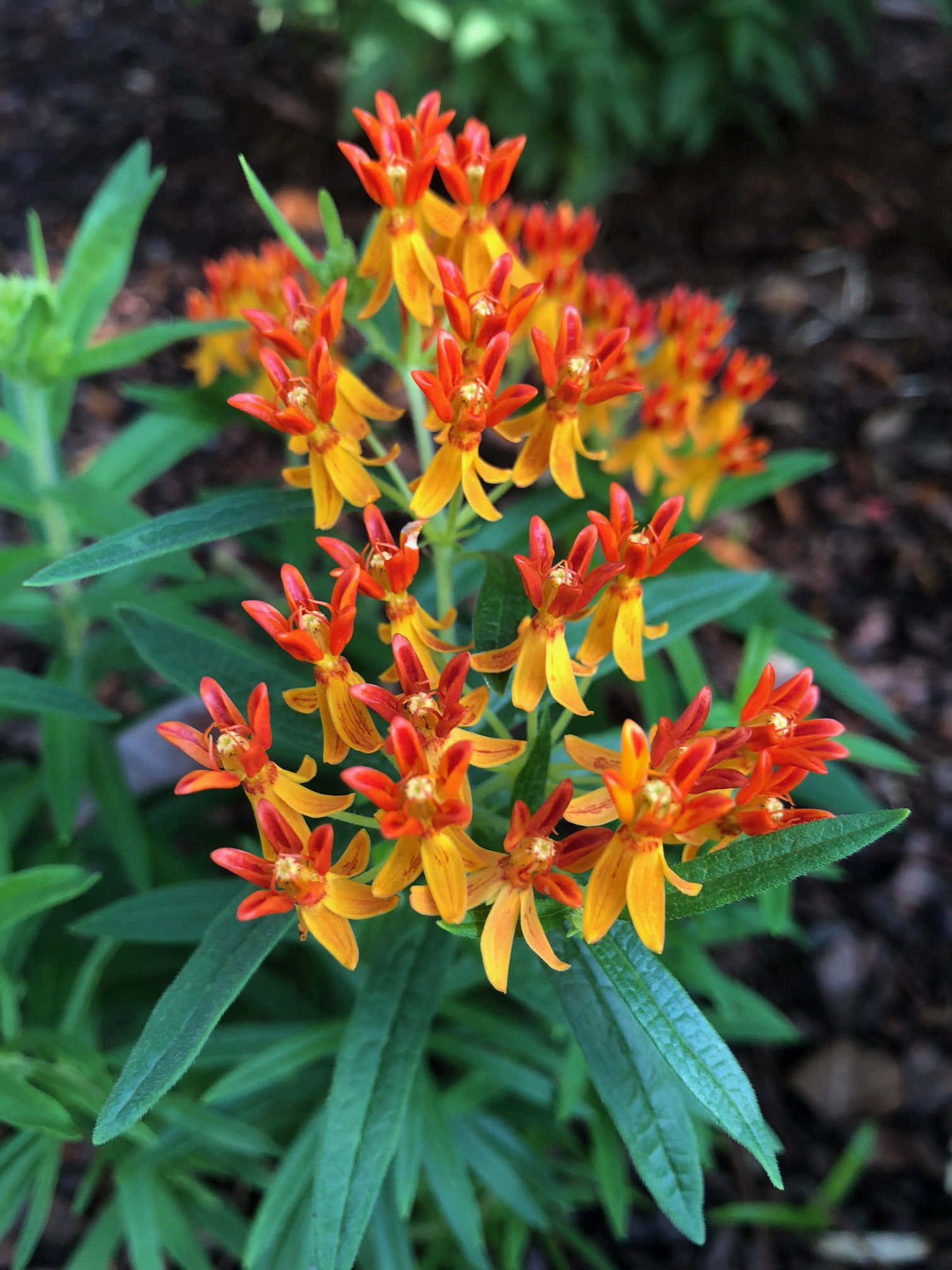Butterfly Weed 桌布 壁紙 — 鮮豔的橙色和黃色乳草花在花園苗床中茂盛的綠葉間盛開。