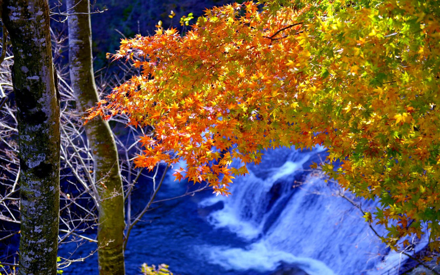 High Resolution Fall 桌布 壁紙 — 鮮豔的橙色和黃色楓葉如瀑布般傾瀉在奔騰的藍色瀑布上，周圍是長滿苔蘚的樹幹。