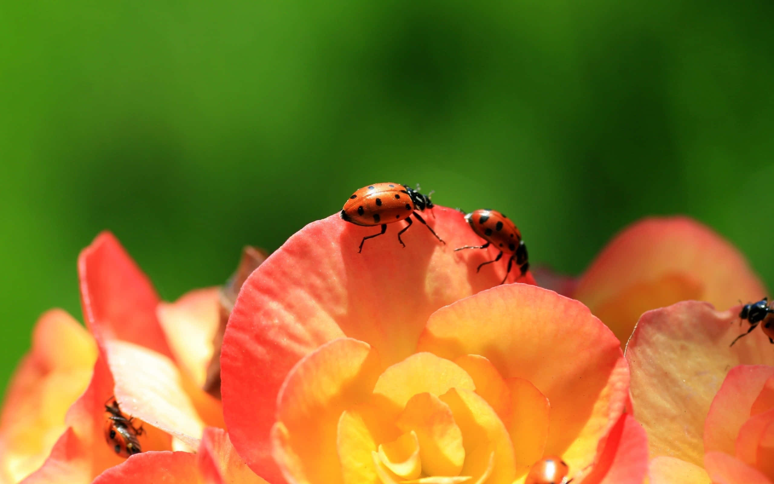 ladybug 桌布 壁紙 — 鮮豔的橙色和黃色玫瑰花瓣上，有幾隻紅色斑點瓢蟲，背景是茂密的綠色模糊背景。