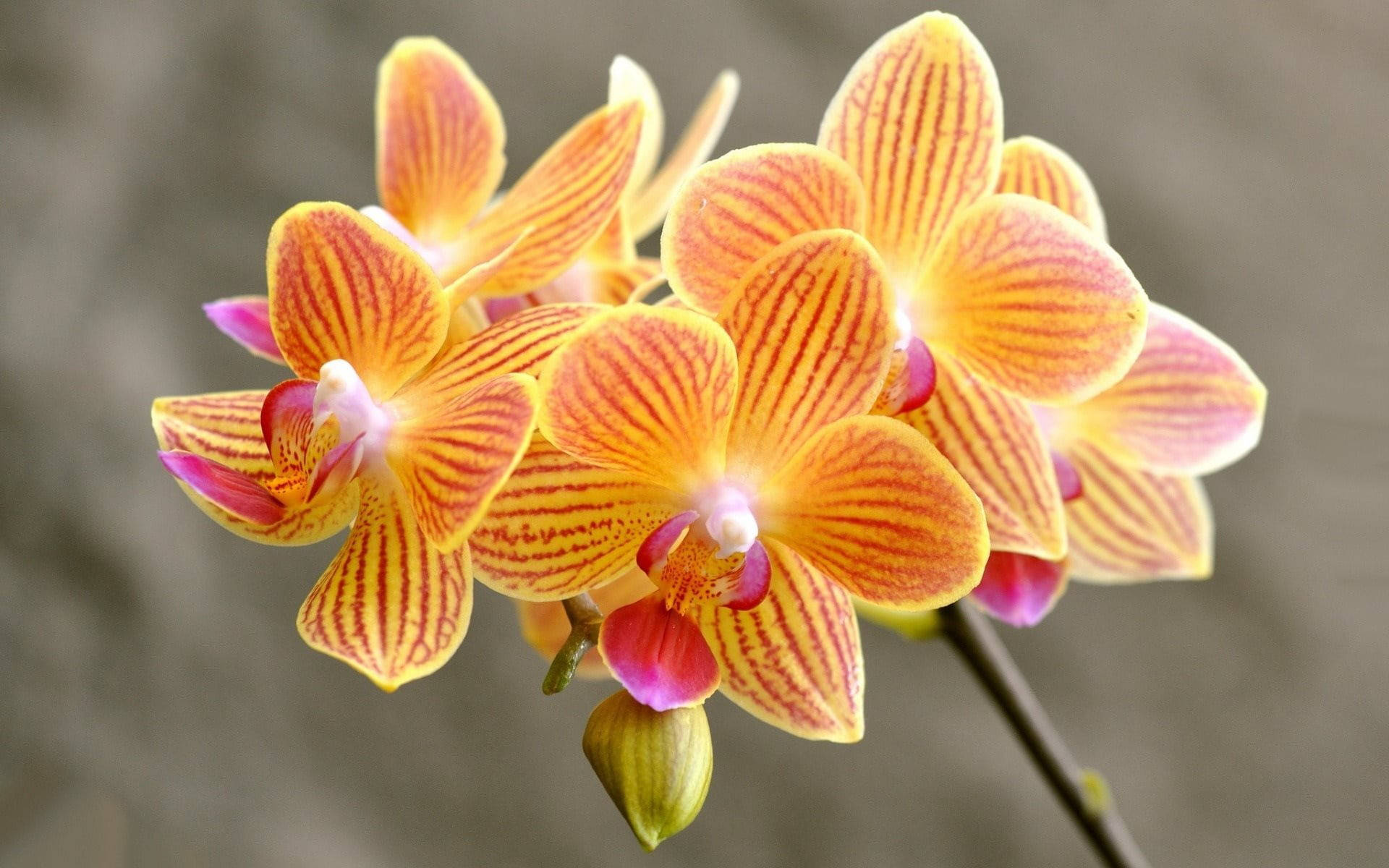Orchids 桌布 壁紙 — 鮮豔的橙色和黃色蘭花帶有紅色條紋，在柔和的模糊灰色背景上優雅地綻放。