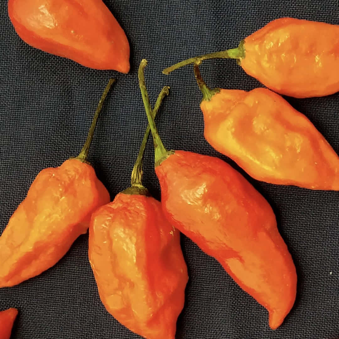 Ghost Pepper 桌布 壁紙 — 鮮豔的橙色哈瓦那辣椒連同綠色莖部，放置在深色紋理布料表面上。