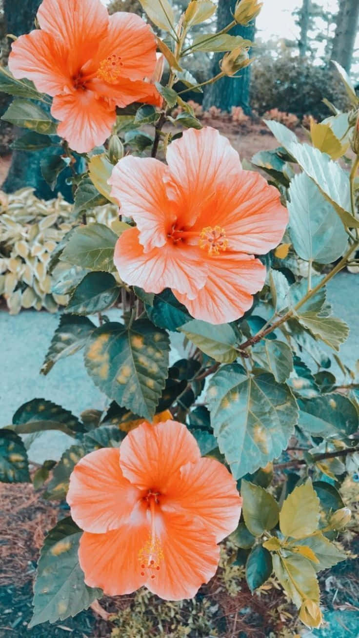  壁紙 — 鮮豔的橙色木芙蓉花在陽光明媚的花園中，在茂密的綠葉間盛開。