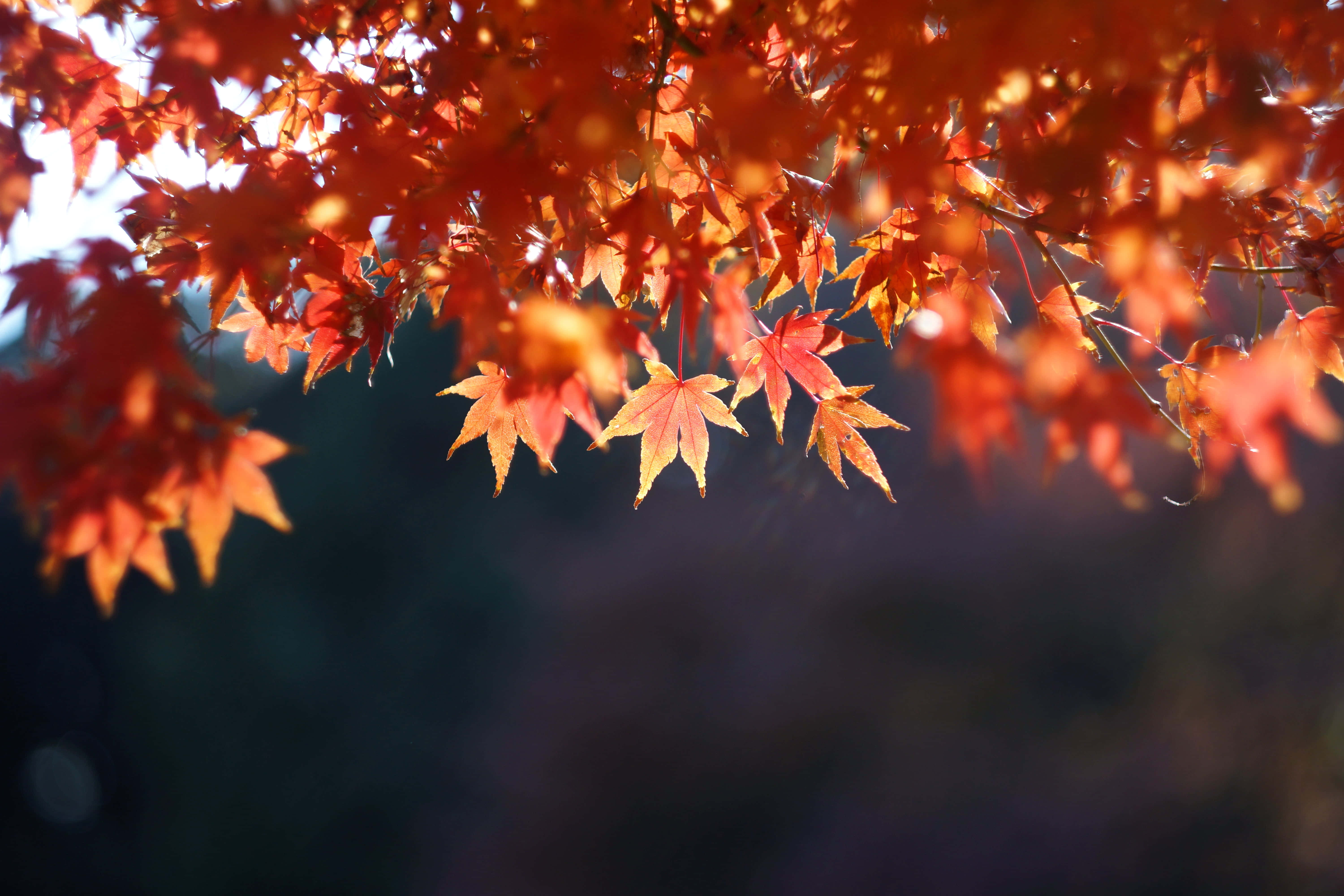 Brown Leaves 桌布 壁紙 — 鮮豔的橙色楓葉在柔和陽光下發光，背景模糊陰暗。