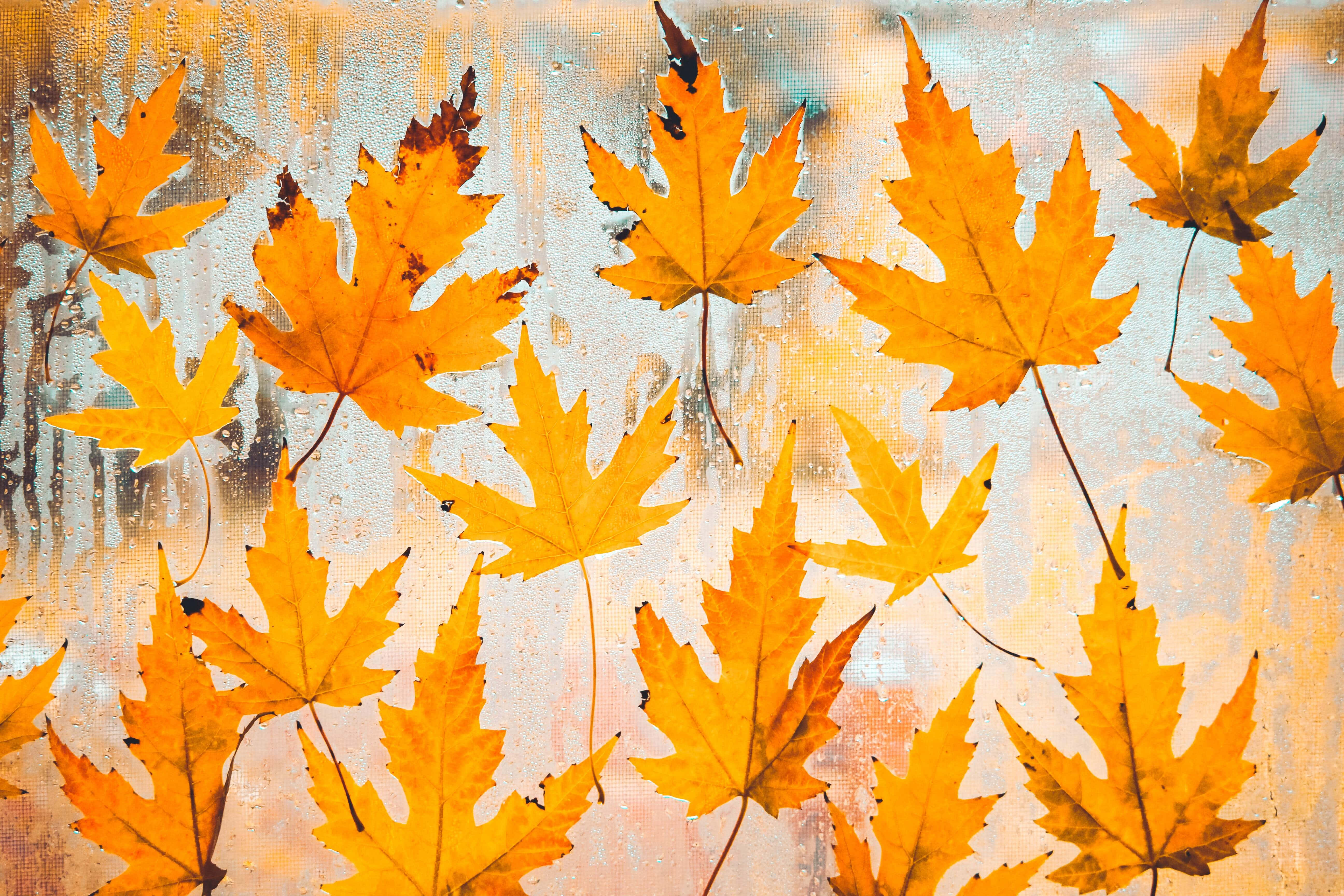 Fall Rain 桌布 壁紙 — 鮮豔的橙色楓葉漂浮在帶有紋理、風化的玻璃表面上，呈現柔和的秋日色調。