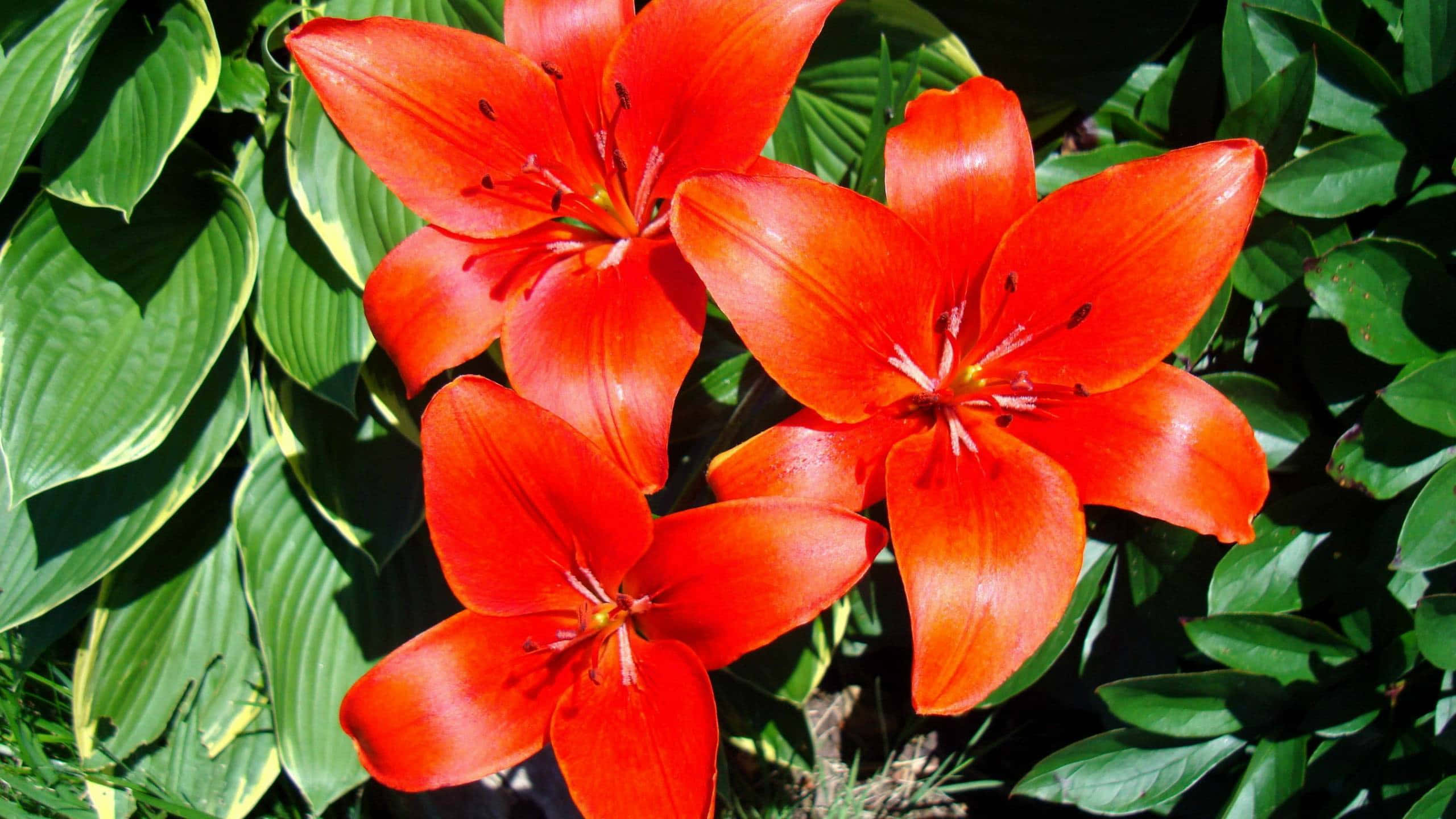 lily 桌布 壁紙 — 鮮豔的橙色百合在明亮的陽光下，在茂密的綠色玉簪葉襯托下燦爛綻放。