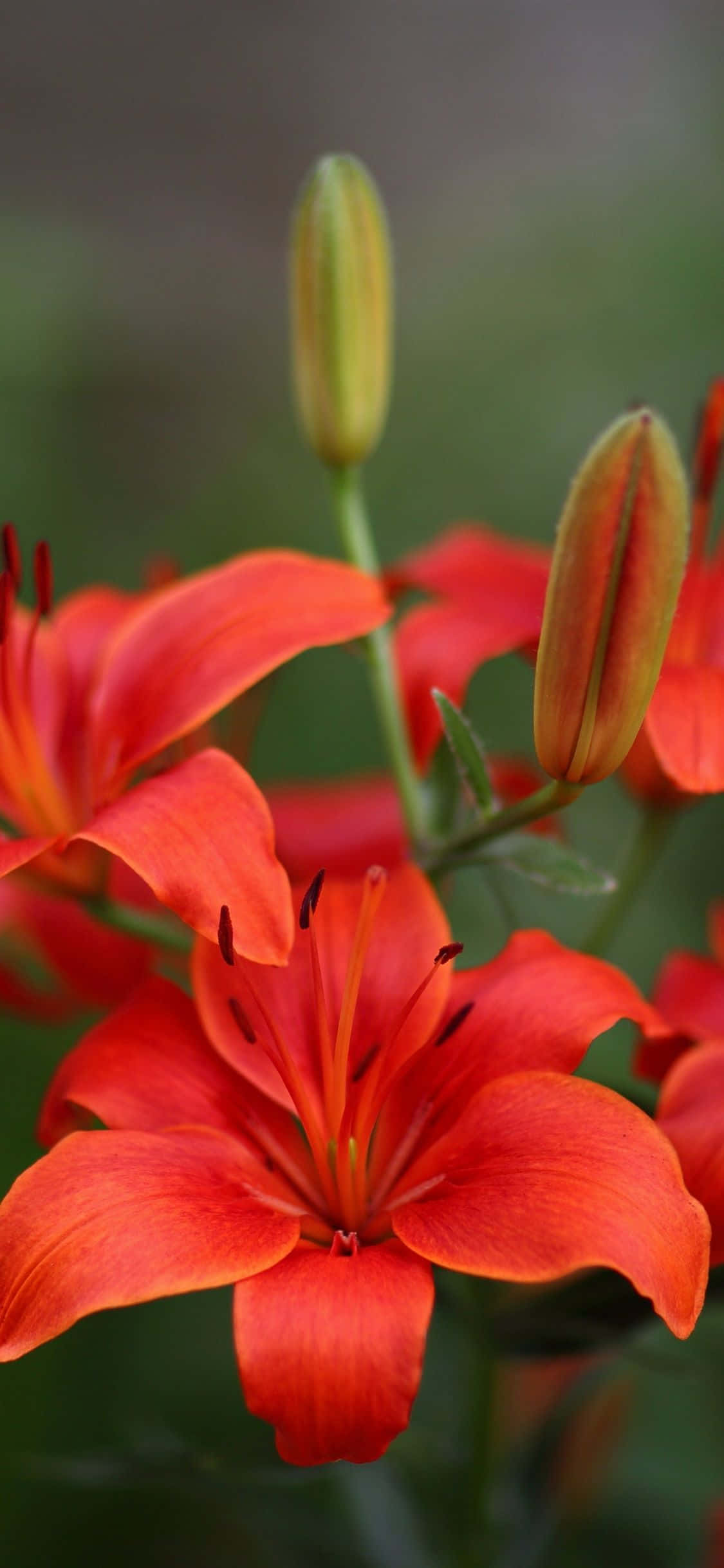 lily 桌布 壁紙 — 鮮豔的橙色百合花盛開，花瓣精緻，雄蕊深色，背景是柔和的綠色模糊。