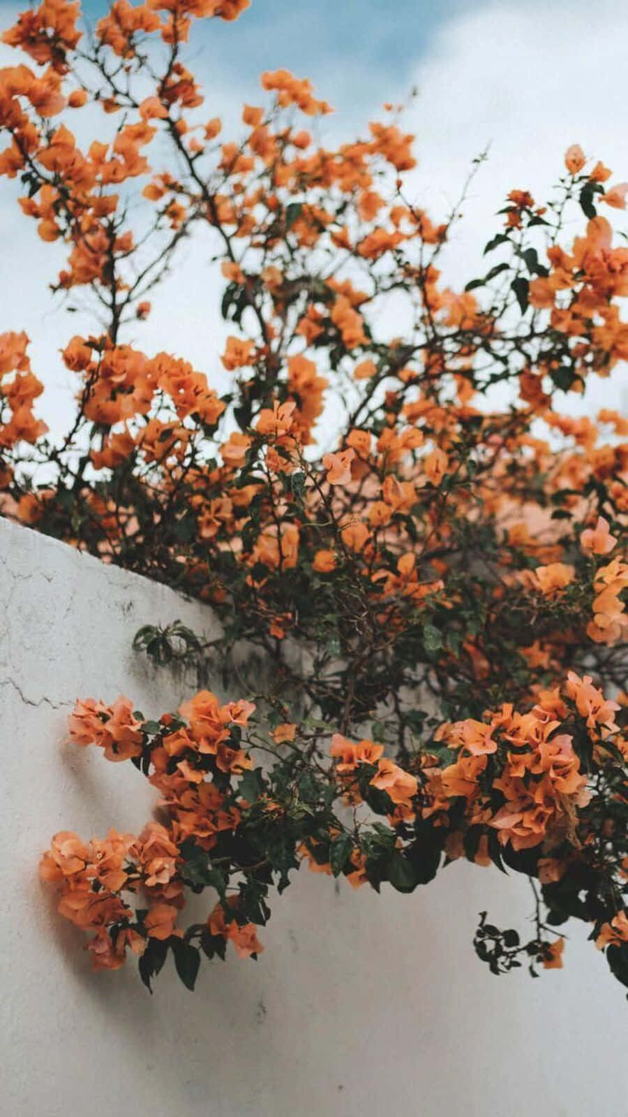Vintage Aesthetic Plant 桌布 壁紙 — 鮮豔的橙色簕杜鵑花在白色牆壁上傾瀉而下，映襯著柔和的藍天。