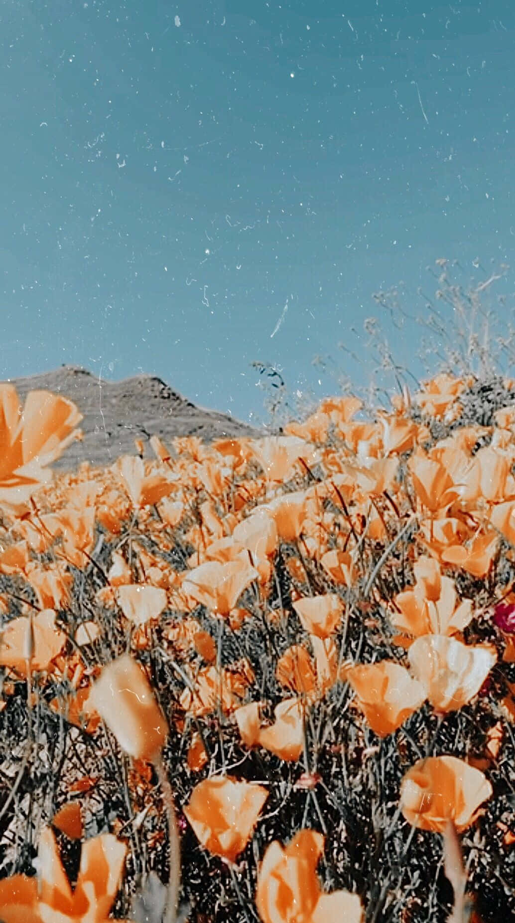 藍天下以山為背景的橙色罌粟花田 — Pinterest GIF 壁紙