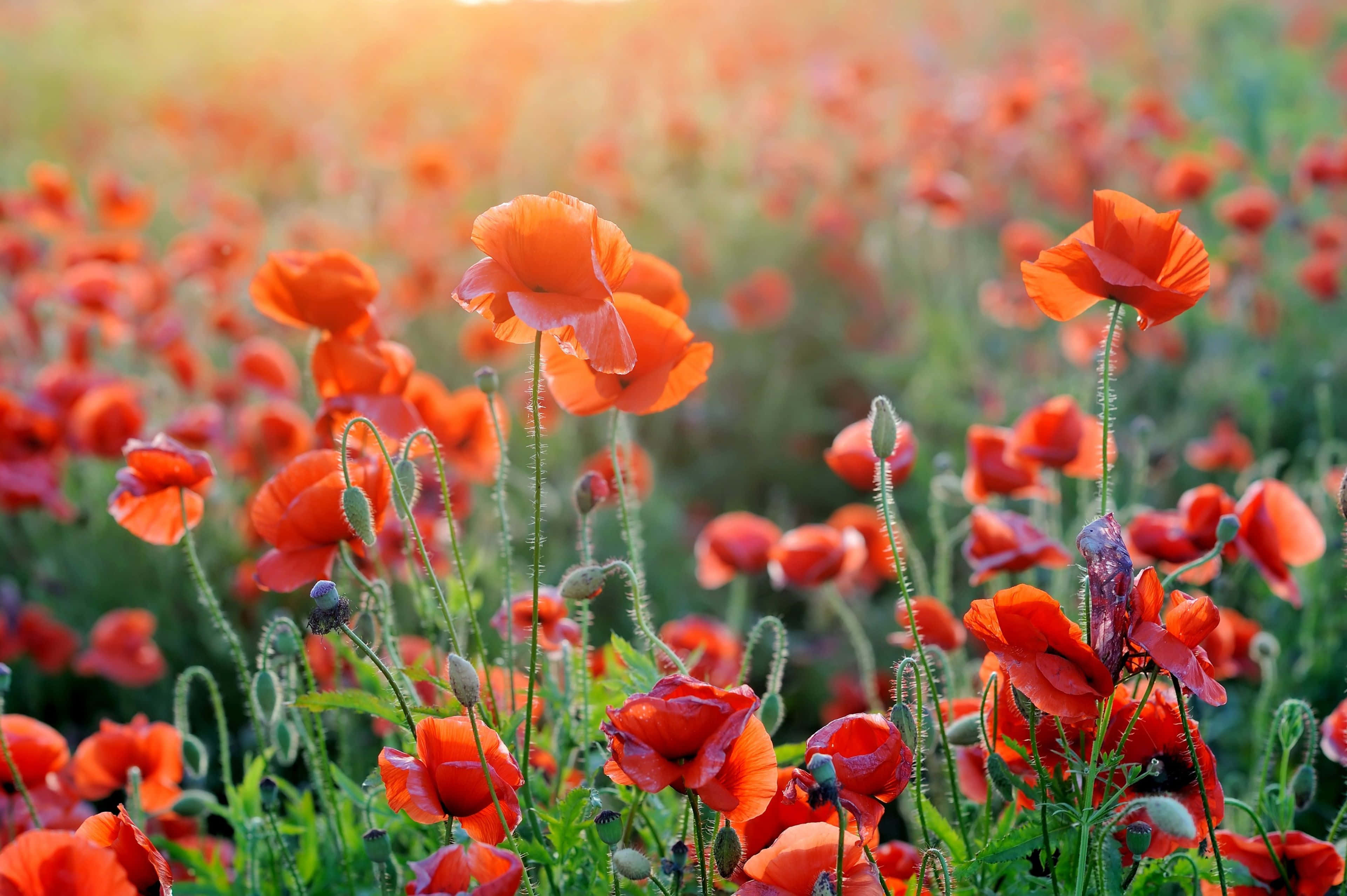 Poppy 桌布 壁紙 — 鮮豔的橙色罌粟花在陽光明媚的田野中盛開，帶有柔和的金色背光和綠色莖幹。