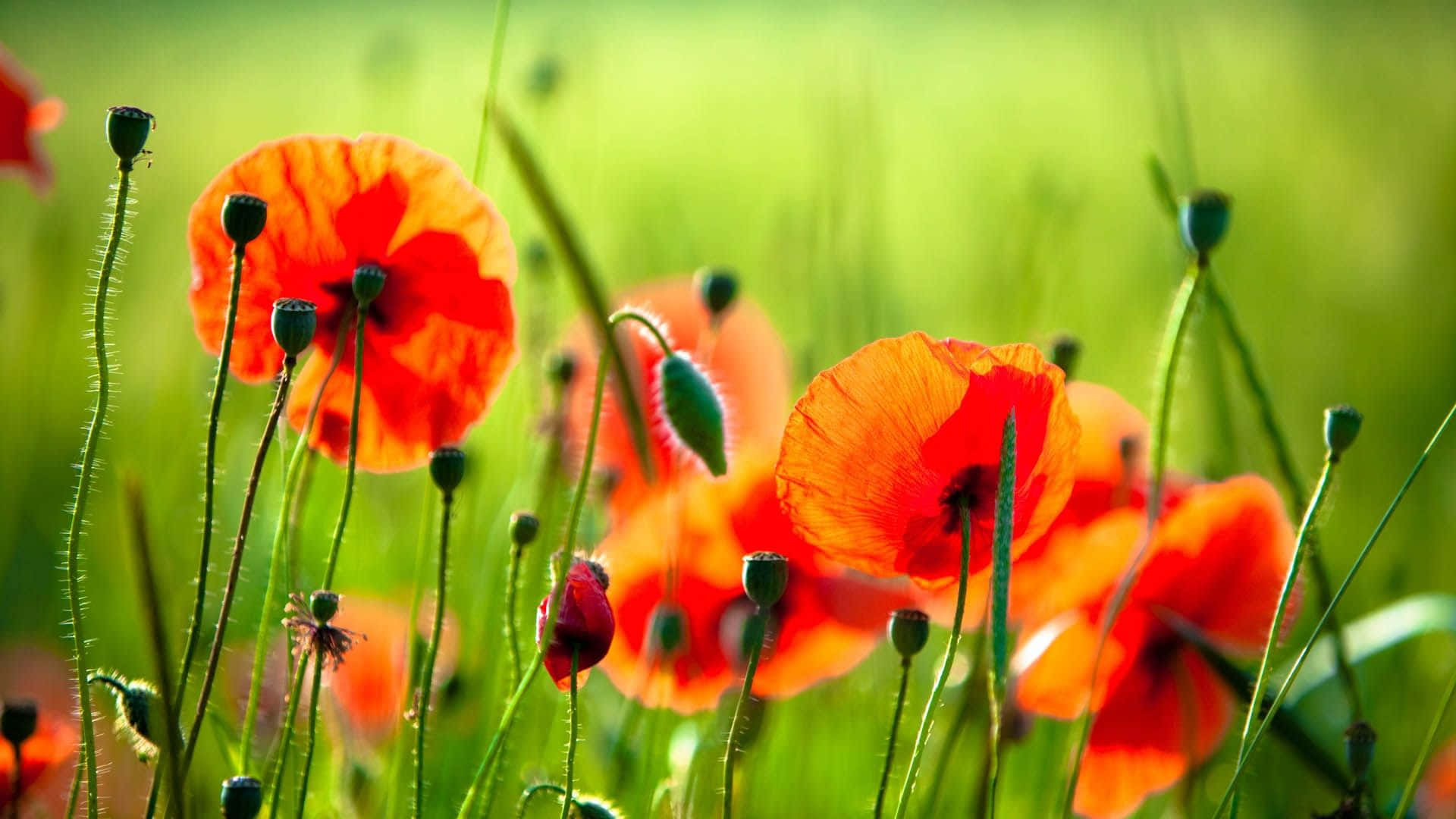 Poppy 桌布 壁紙 — 鮮豔的橙色罌粟花在陽光明媚的綠色草地上盛開，帶有柔和的散景和纖細的花莖。