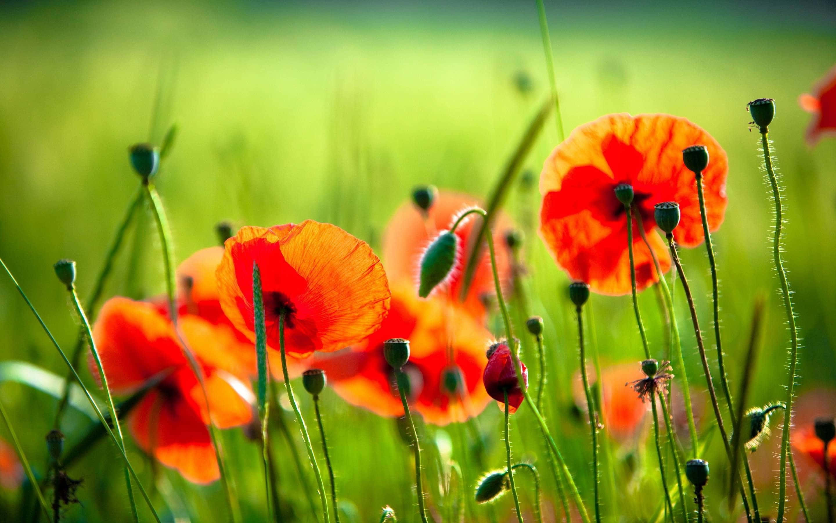 Poppy 桌布 壁紙 — 鮮豔的橙色罌粟花在陽光明媚的綠色草地上盛開，背景柔和散景。