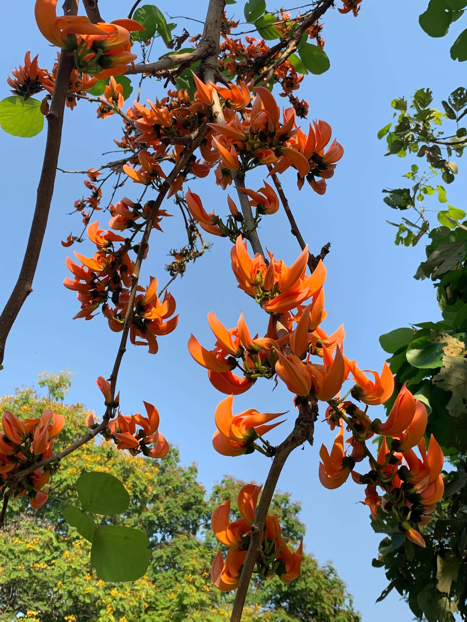 Flower Tree 桌布 壁紙 — 鮮豔的橙色花朵在樹枝上密集盛開，映襯著清澈的藍天和綠葉。
