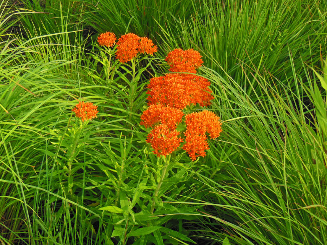 Butterfly Weed 桌布 壁紙 — 鮮豔的橙色蝴蝶草花朵在陽光明媚的草地上，從高大茂密的綠草中升起。