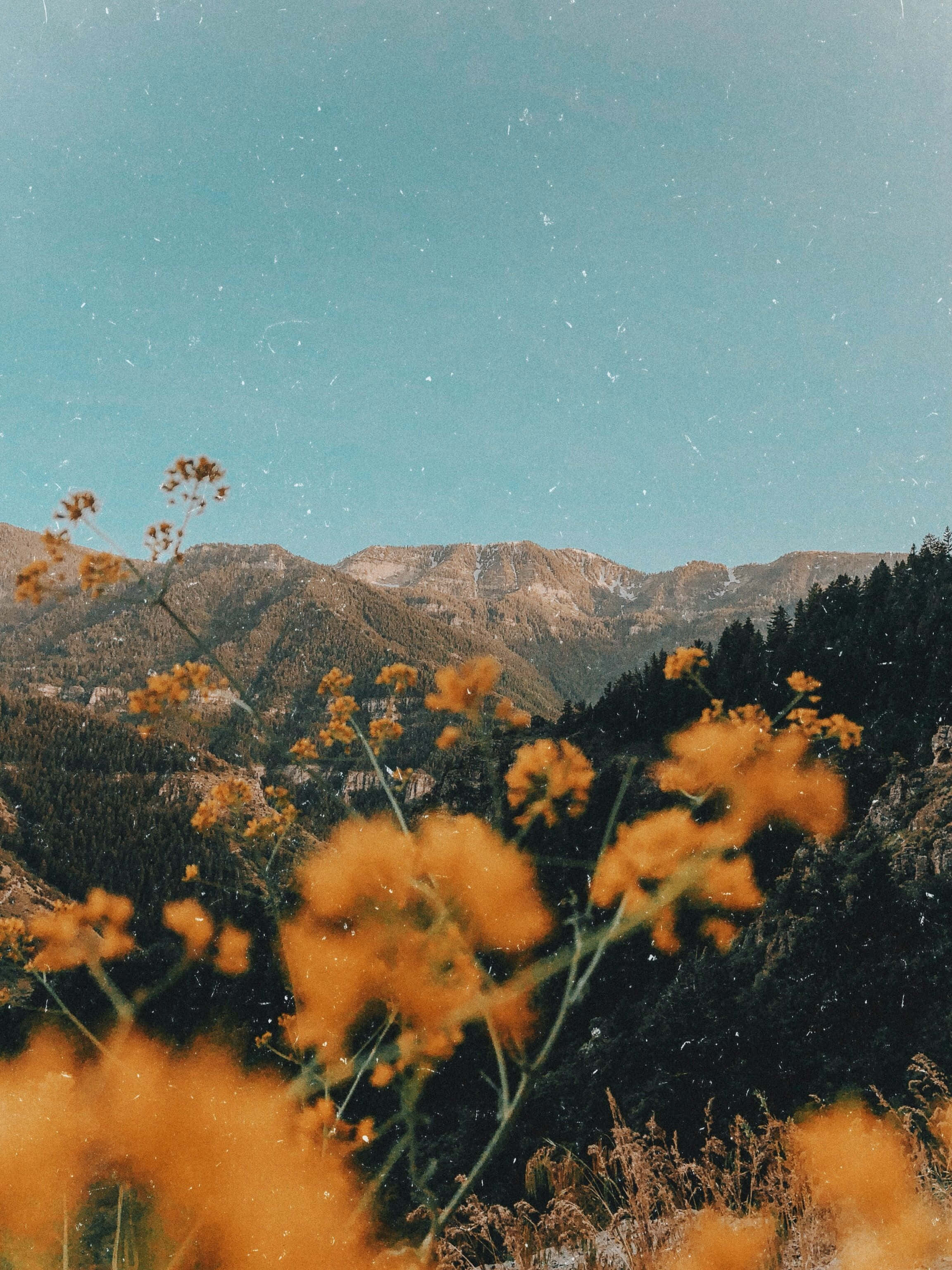 Vintage Aesthetic Plant 桌布 壁紙 — 鮮豔的橙色野花在前景盛開，背景是崎嶇的山脈，在清澈的藍天下帶有復古菲林顆粒效果。