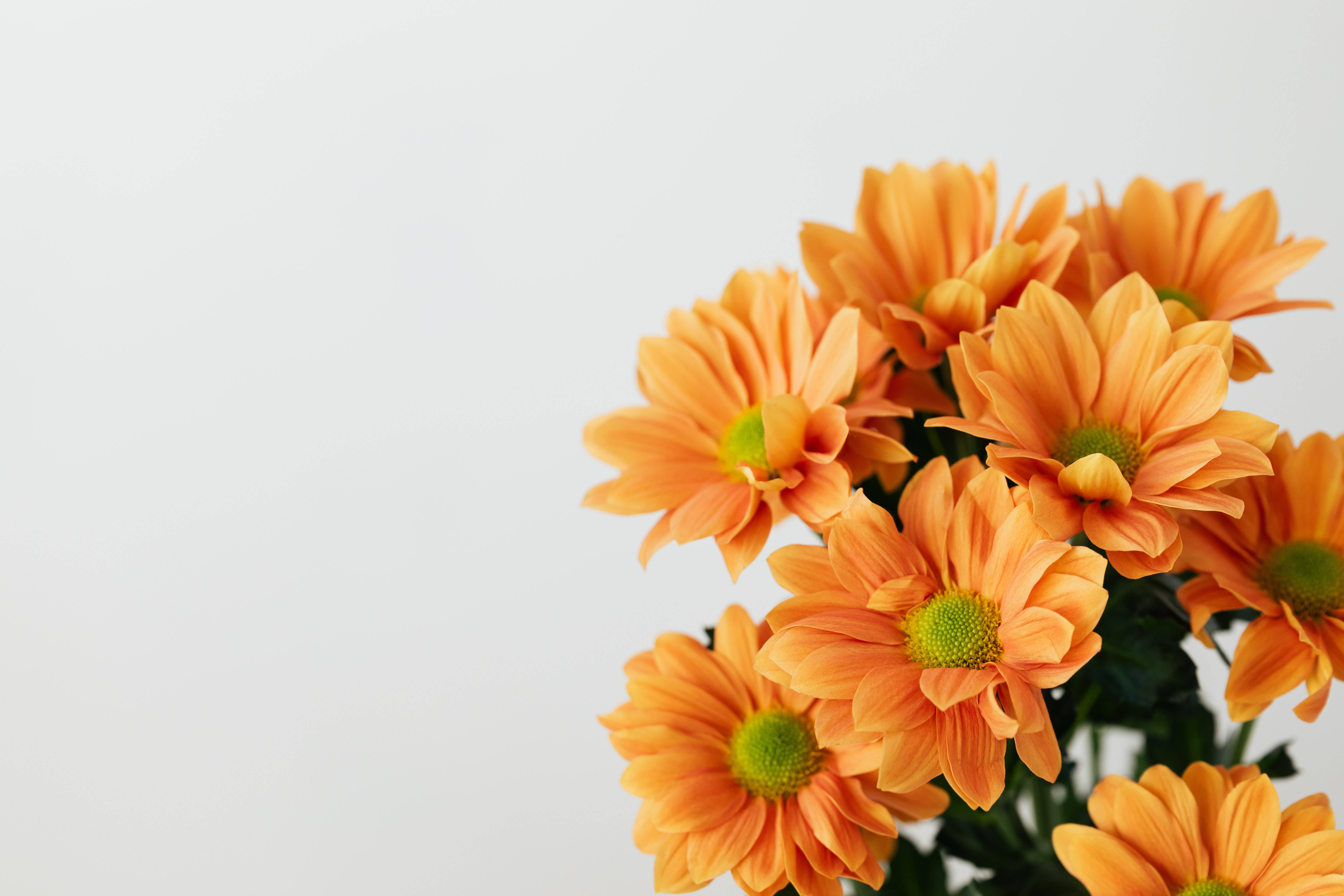 Orange Flower 桌布 壁紙 — 鮮豔的橙色雛菊帶綠色花心，在柔和的自然光下於潔白背景中盛開。