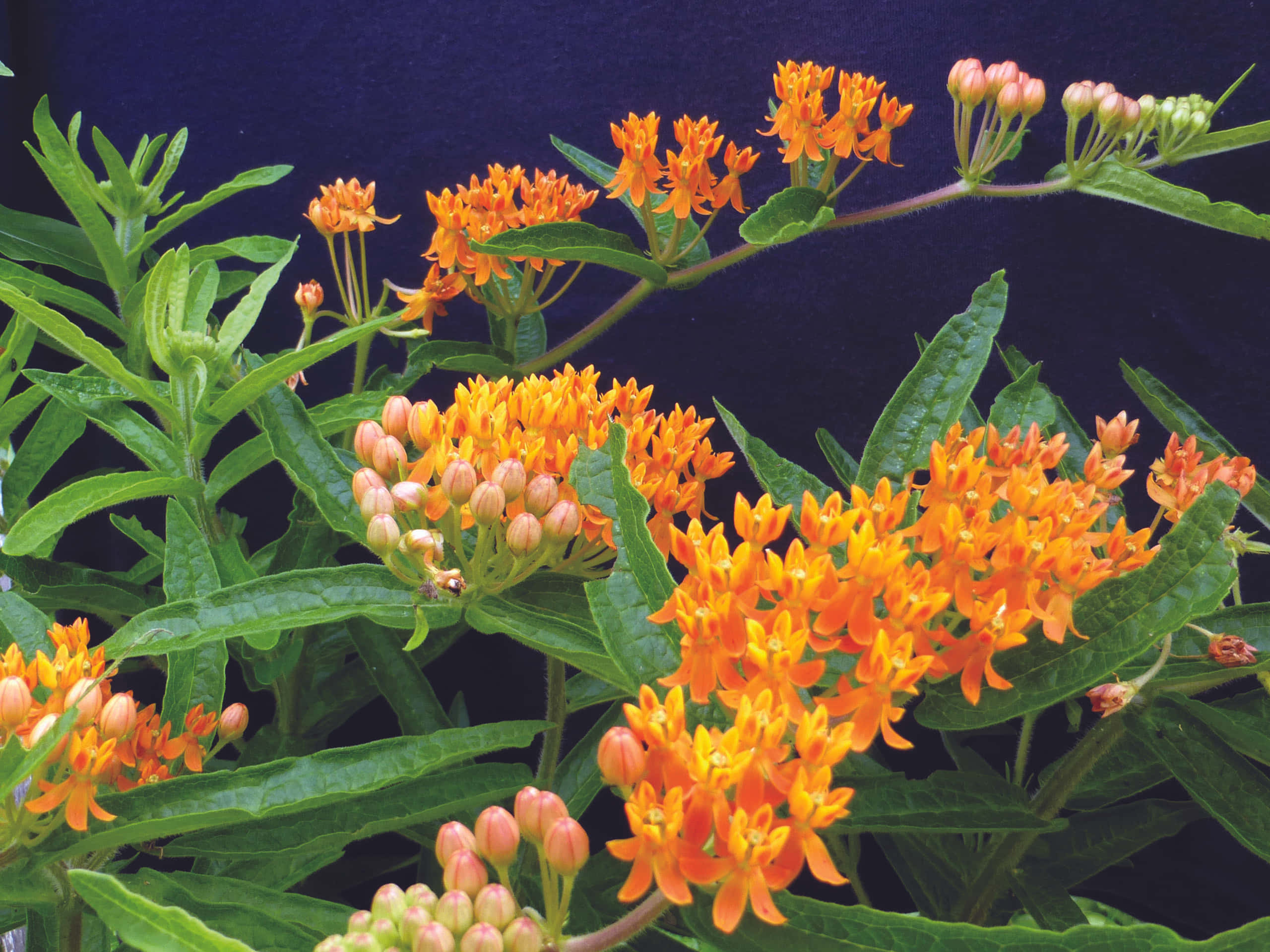 Butterfly Weed 桌布 壁紙 — 鮮豔的橙色馬利筋花在深藍色背景下，在茂密的綠葉中盛開。