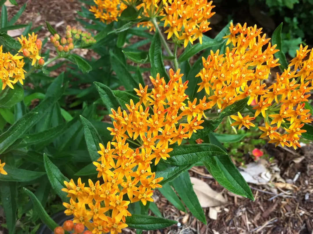 Butterfly Weed 桌布 壁紙 — 鮮豔的橙色馬利筋花在花園苗床中茂密的綠葉間密集盛開。