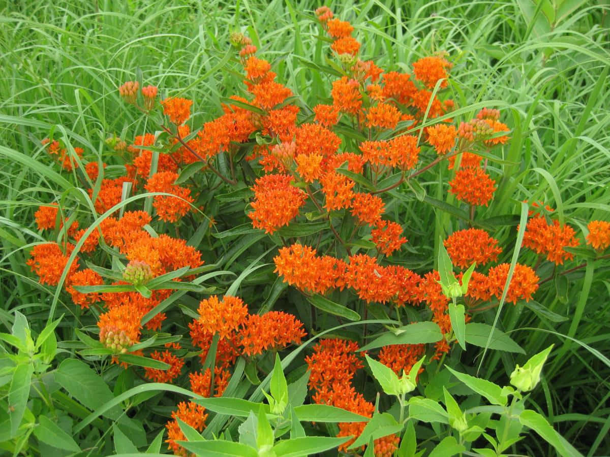 Butterfly Weed 桌布 壁紙 — 鮮豔的橙色馬利筋花在陽光明媚的草地上茂密地盛開，周圍是翠綠的草叢。