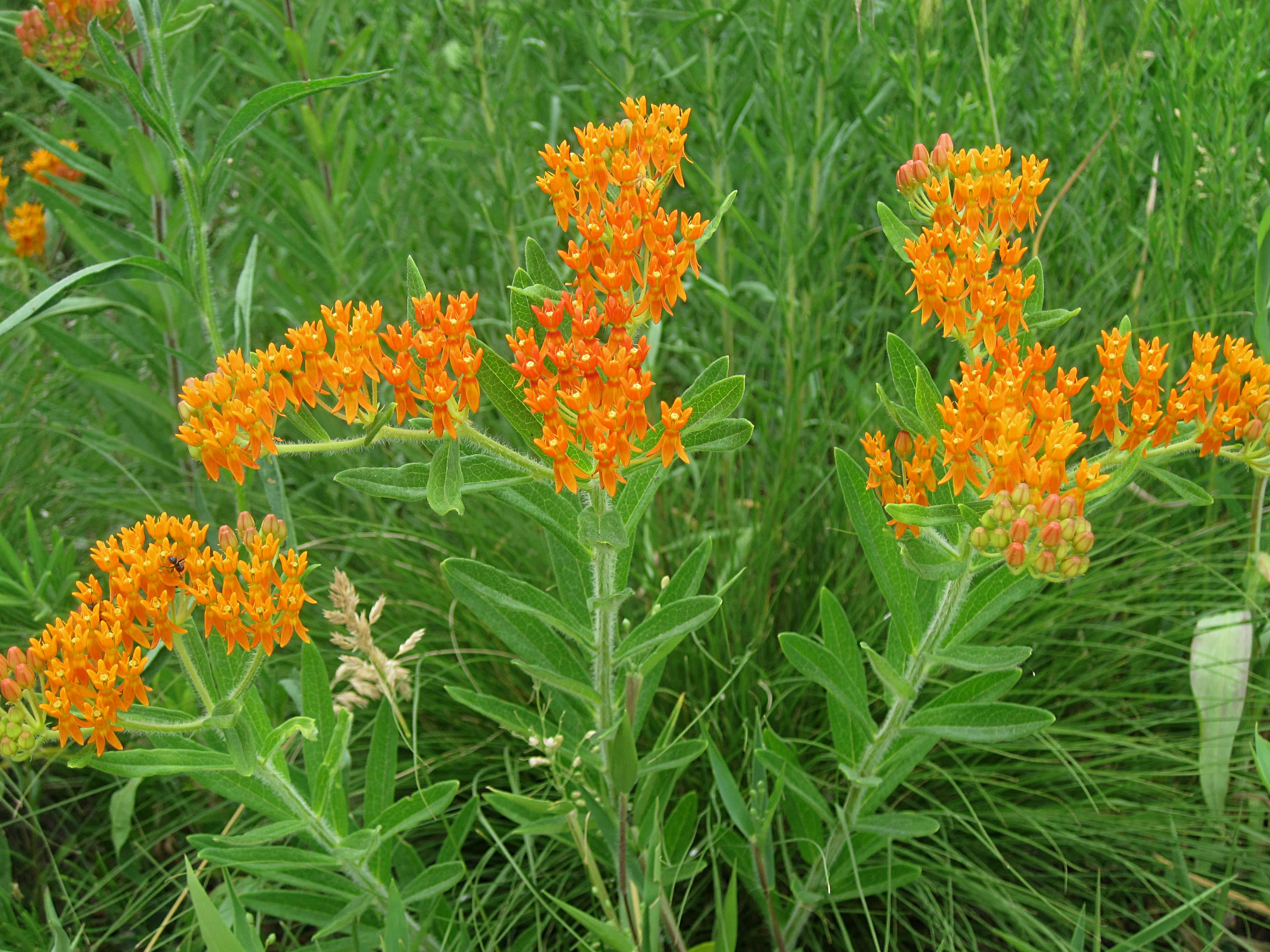 Butterfly Weed 桌布 壁紙 — 鮮豔的橙色馬利筋花在陽光明媚的草地上，在茂密的綠草中盛開。