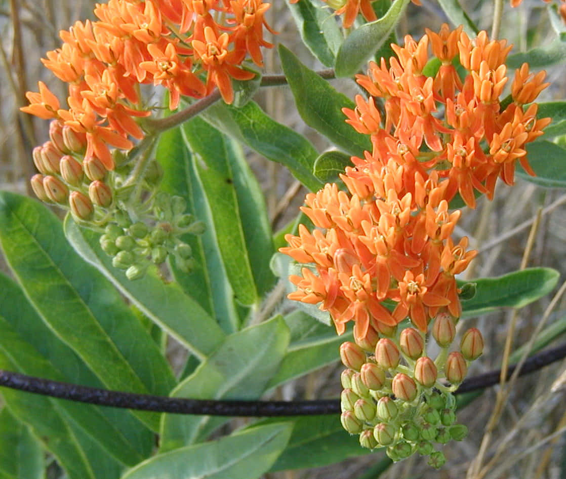 Butterfly Weed 桌布 壁紙 — 鮮豔的橙色馬利筋花在陽光普照的自然環境中，在茂密的綠葉和未開放的花蕾間盛開。