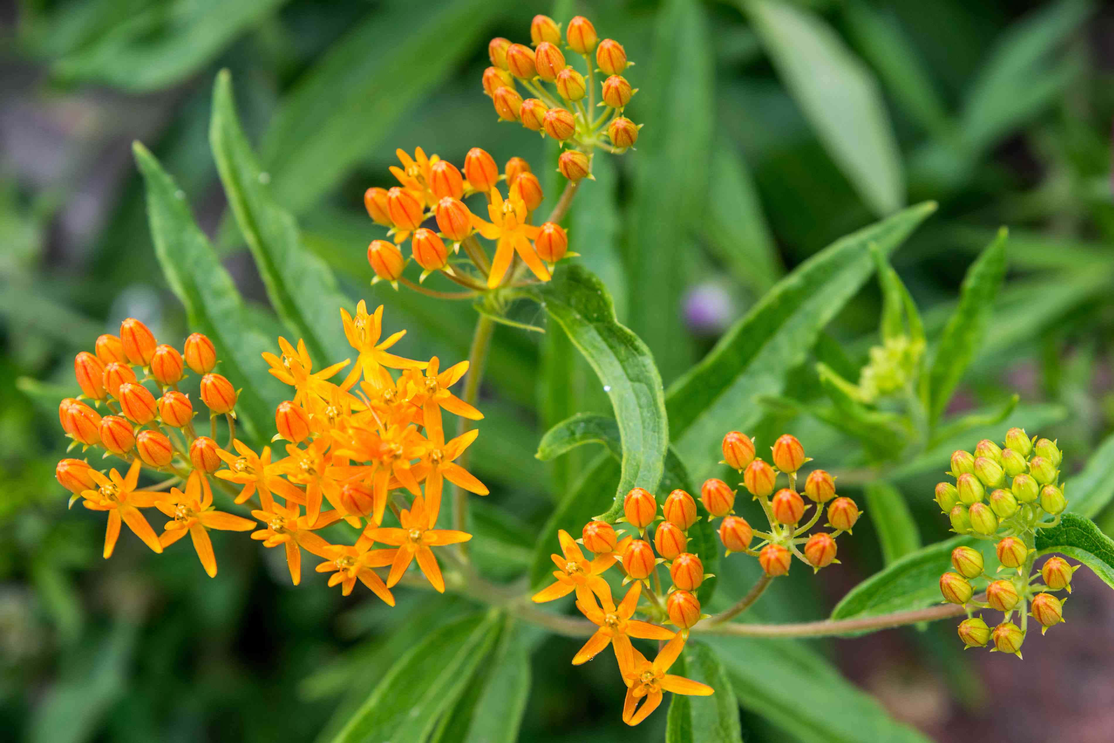 Butterfly Weed 桌布 壁紙 — 鮮豔的橙色馬利筋花在陽光普照的花園特寫中，於茂盛的綠葉間盛開。