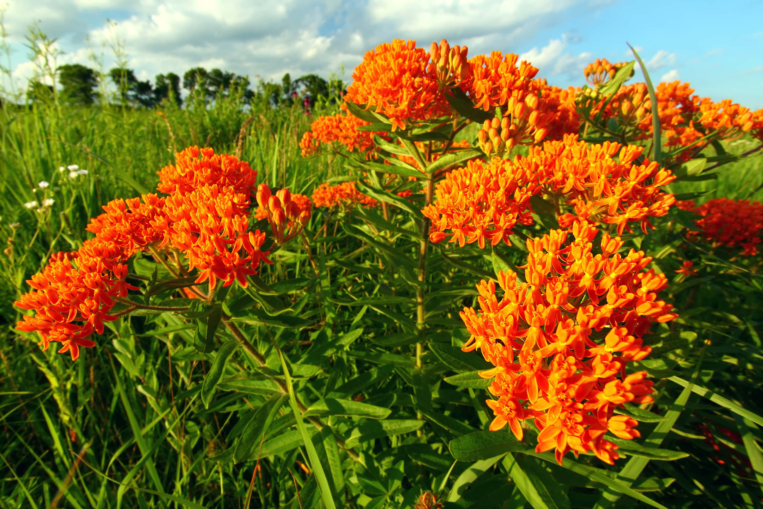 Butterfly Weed 桌布 壁紙 — 鮮豔的橙色馬利筋花朵在陽光明媚的綠色草地上簇擁，天空部分多雲，呈現藍色。