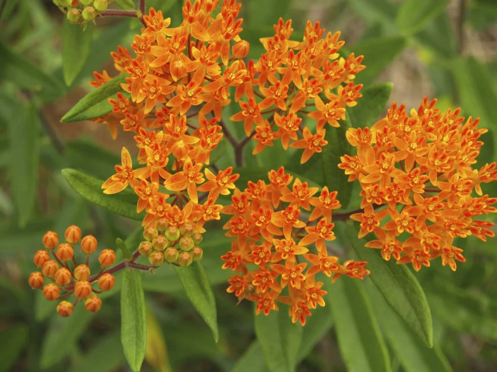 Butterfly Weed 桌布 壁紙 — 鮮豔的橙色馬利筋花朵密集盛開，背景是柔焦的綠色葉子。