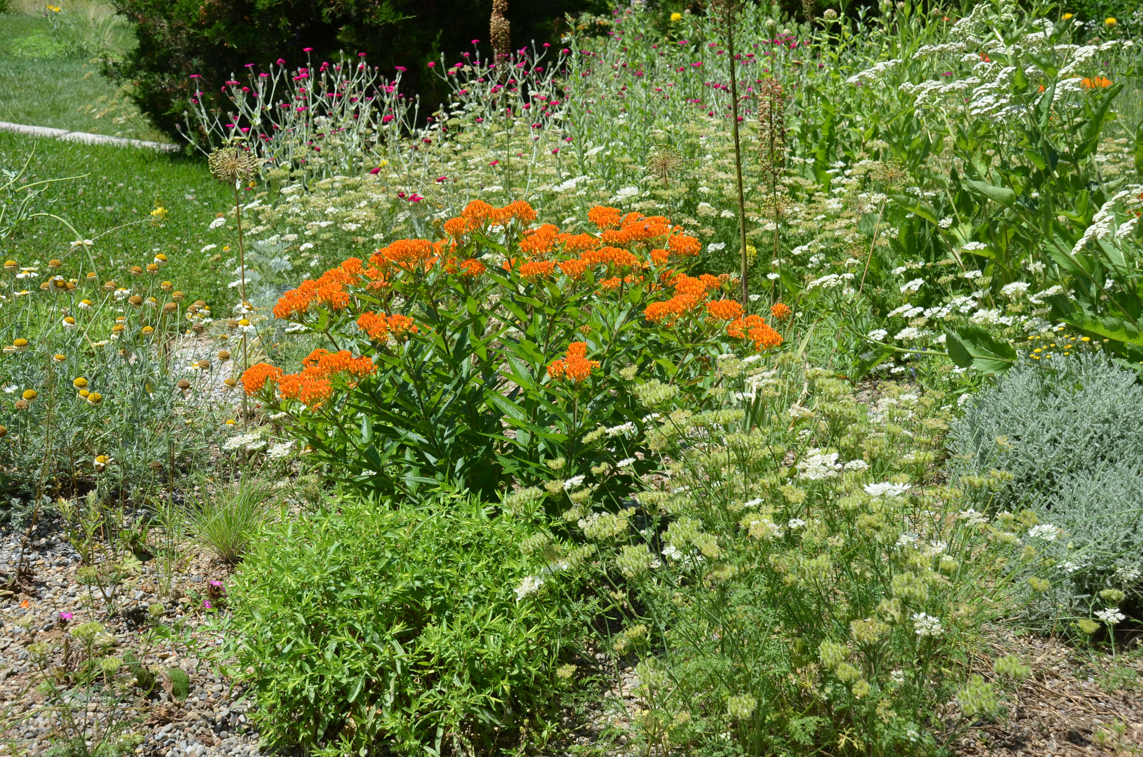 Butterfly Weed 桌布 壁紙 — 鮮豔的橙色馬利筋花簇在白色輕盈的花朵和茂密的綠葉之間，生長在陽光普照的花壇中。