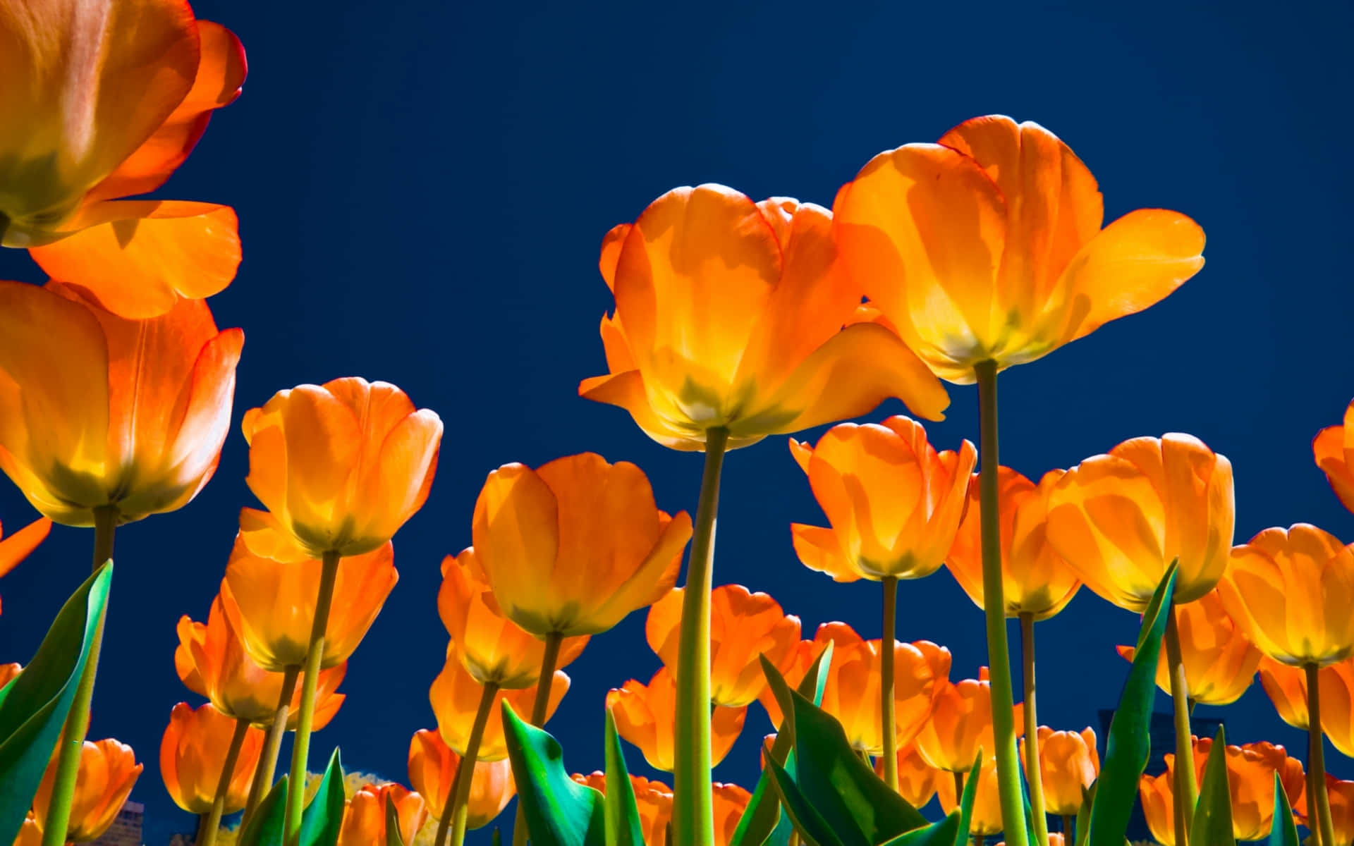 Yellow Tulips 桌布 壁紙 — 鮮豔的橙色鬱金香在陽光明媚的田野中盛開，映襯著深藍色的天空。