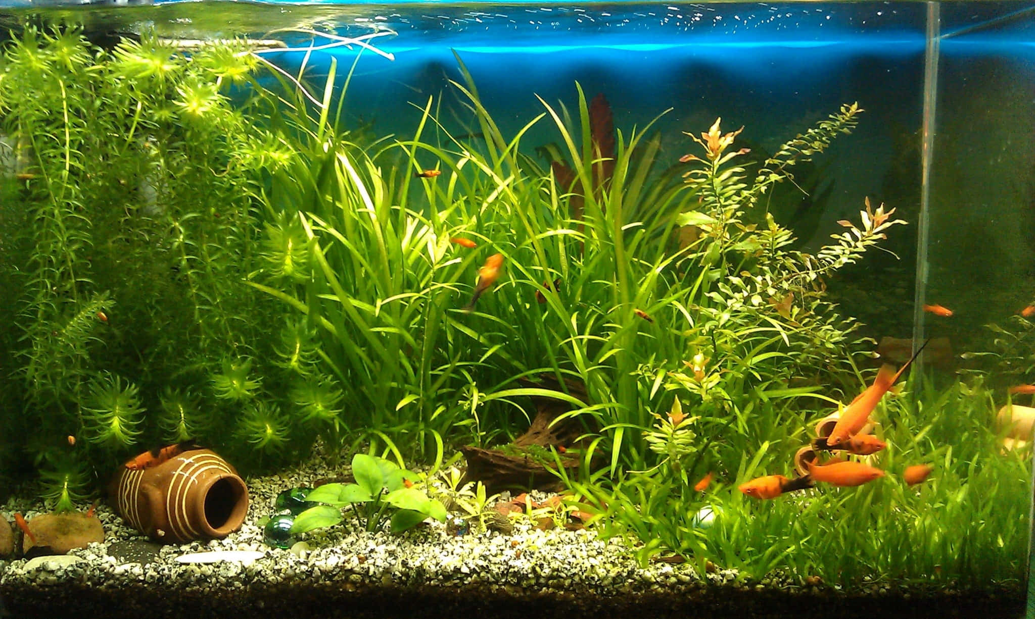 水族箱 桌布 壁紙 — 鮮豔的橙色魚在光線充足、有礫石底部和陶瓷藏身處的水族箱中，在茂密的綠色水生植物間游動。
